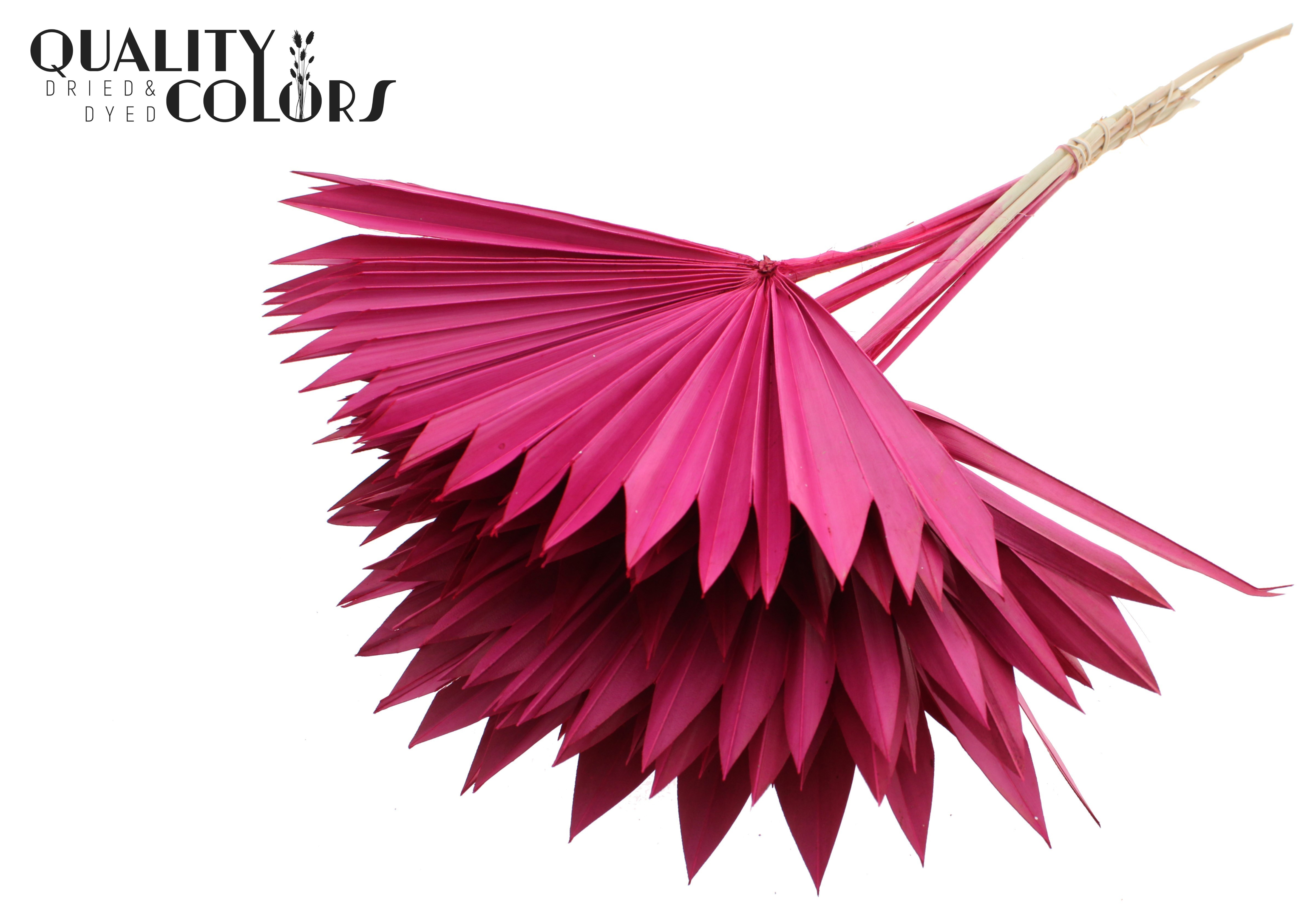 Palm Sun Cerise 50cm