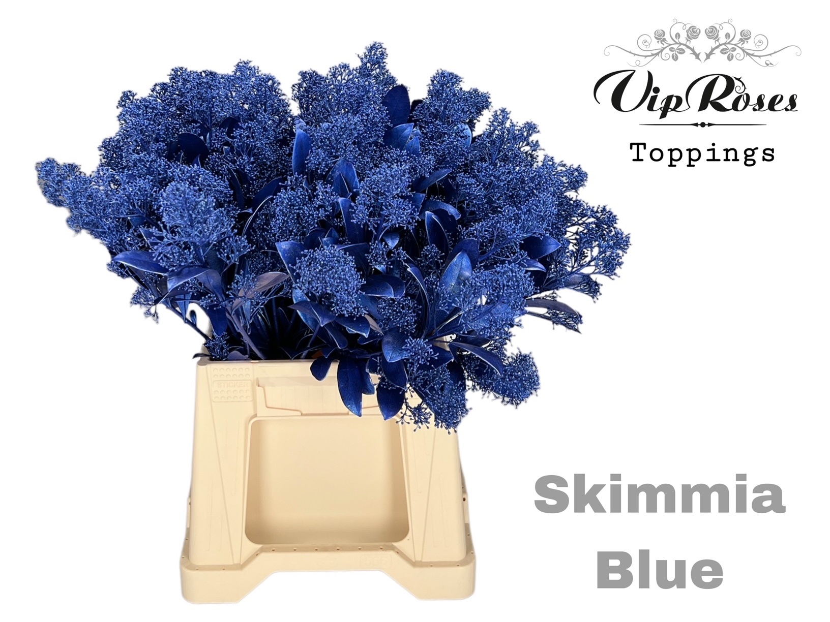 Skimmia Painted Metallic Blue Per Bunch 45cm
