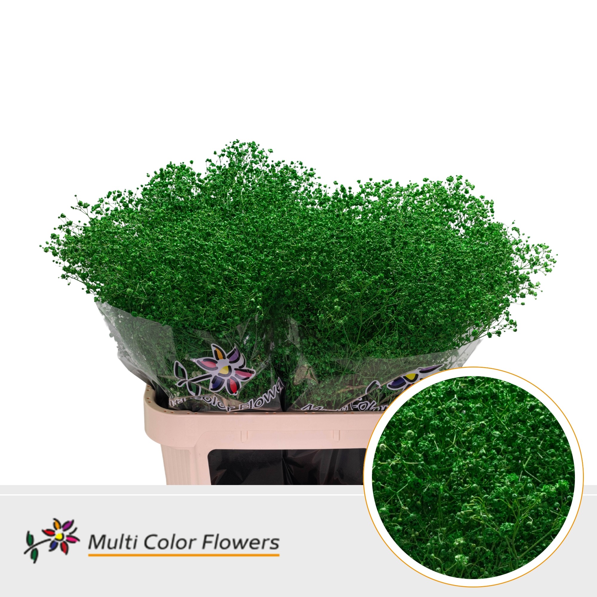 Gypsophila Painted Xlence Dark Green 80cm