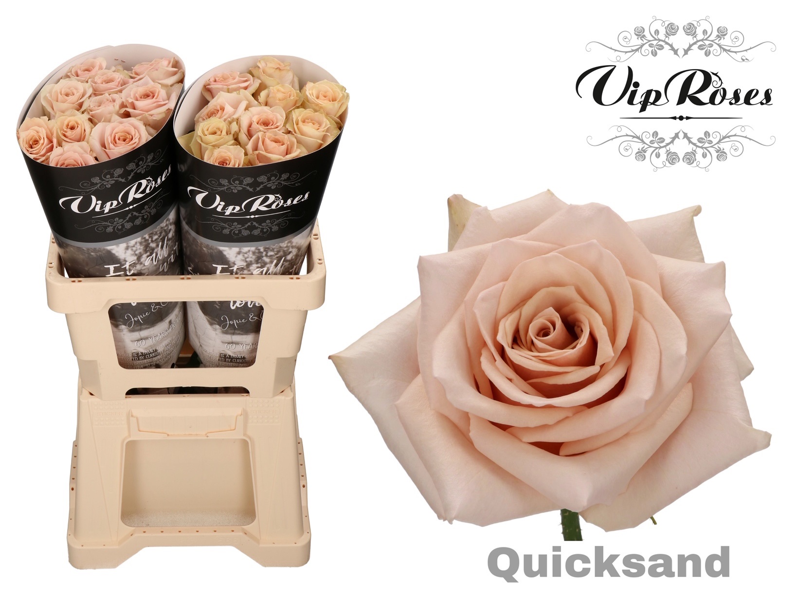 Rosa Quicksand 60cm