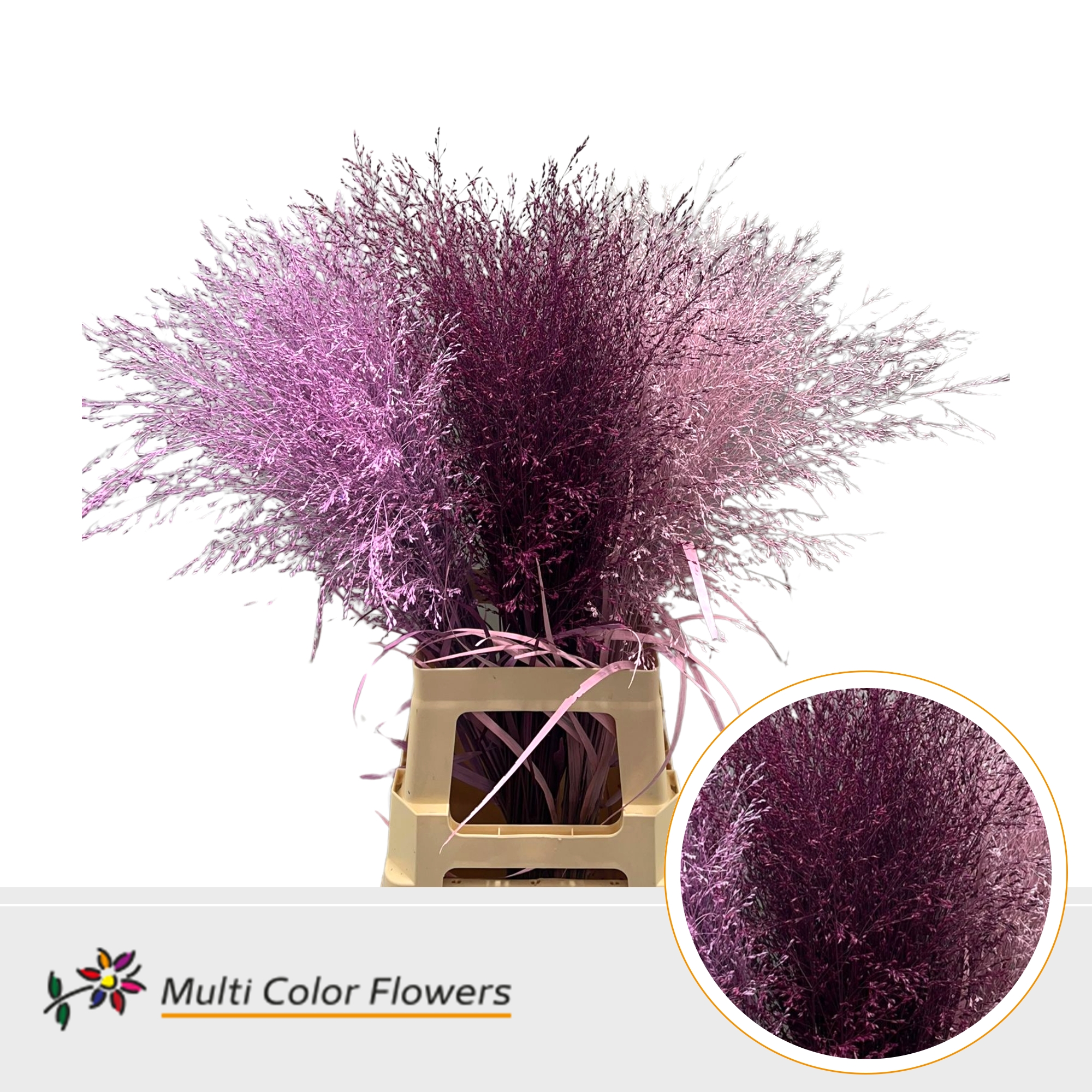 Panicum Painted Love Mix 90cm