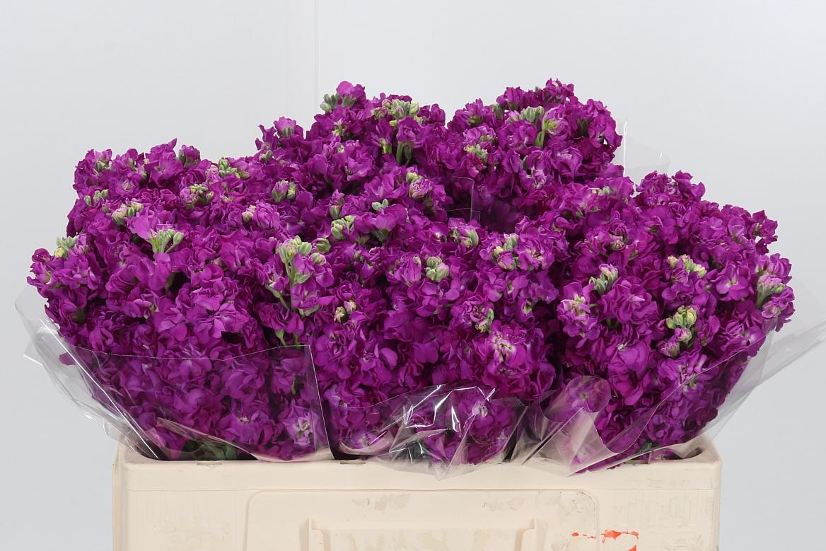 Matthiola Incana Cerice