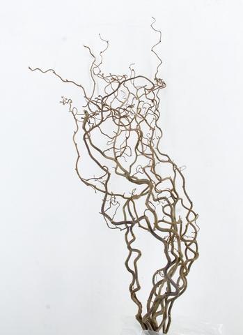 Corylus Contorta 100cm 2-year