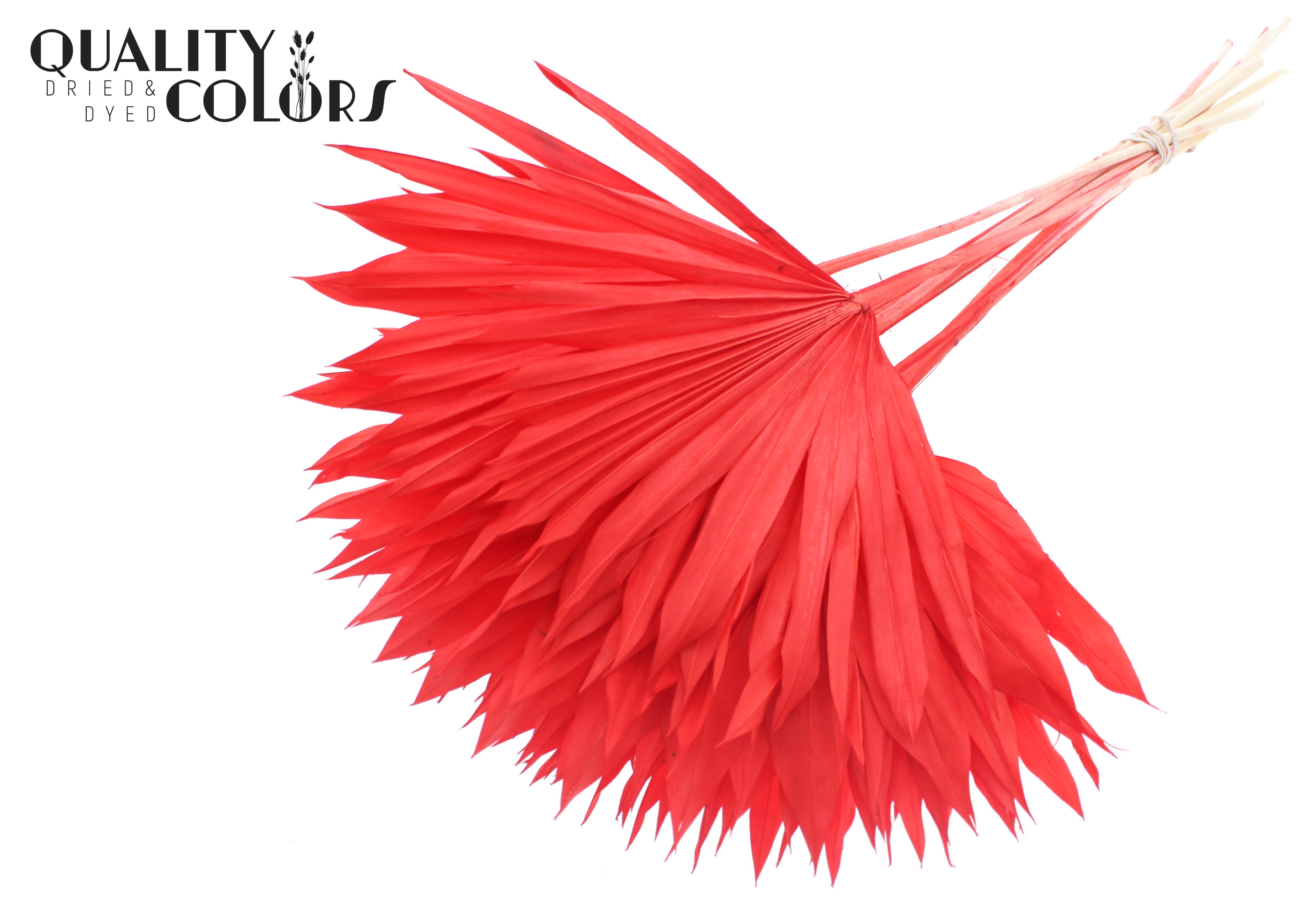 Palm Sun Intense Red 50cm