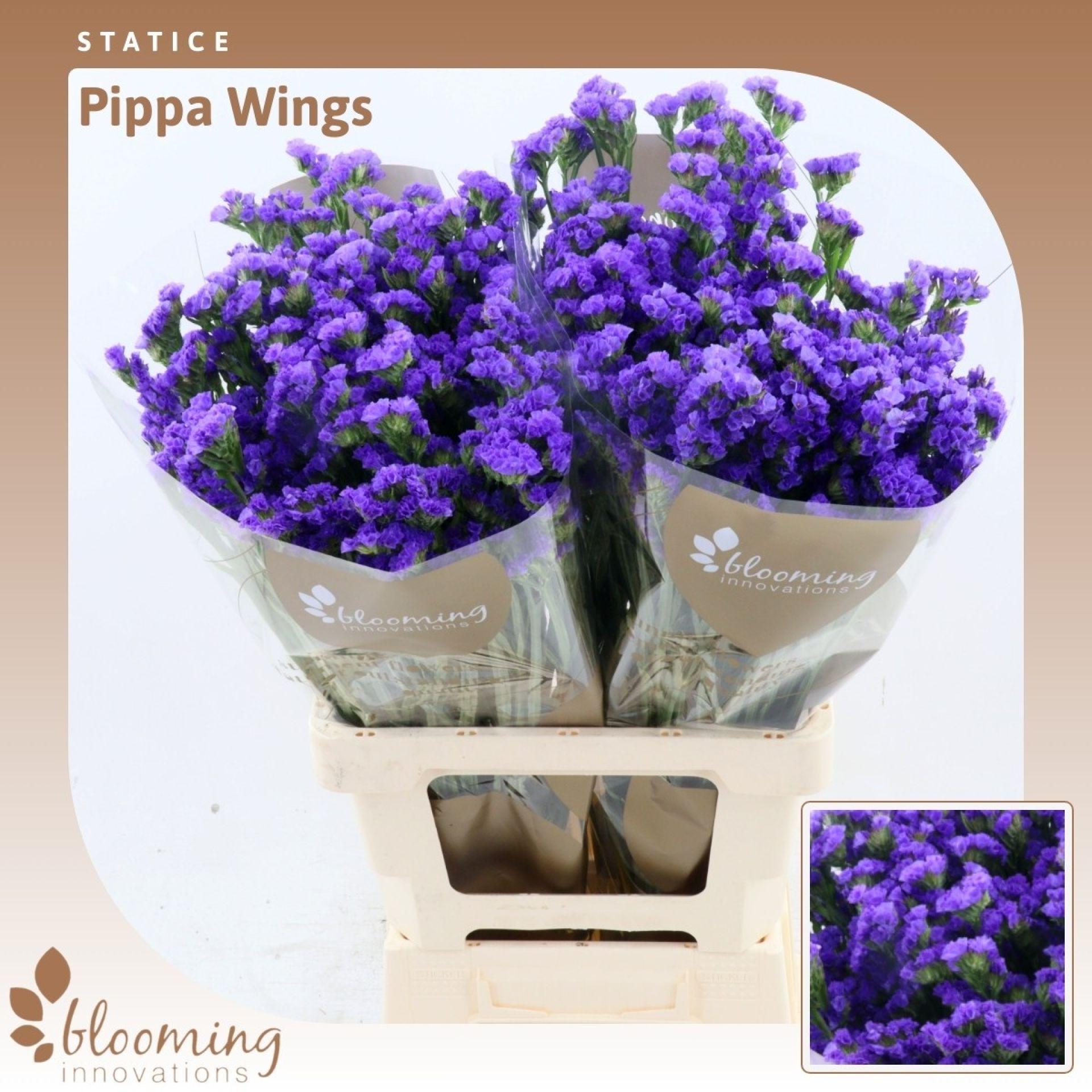 Statice Pippa Wings