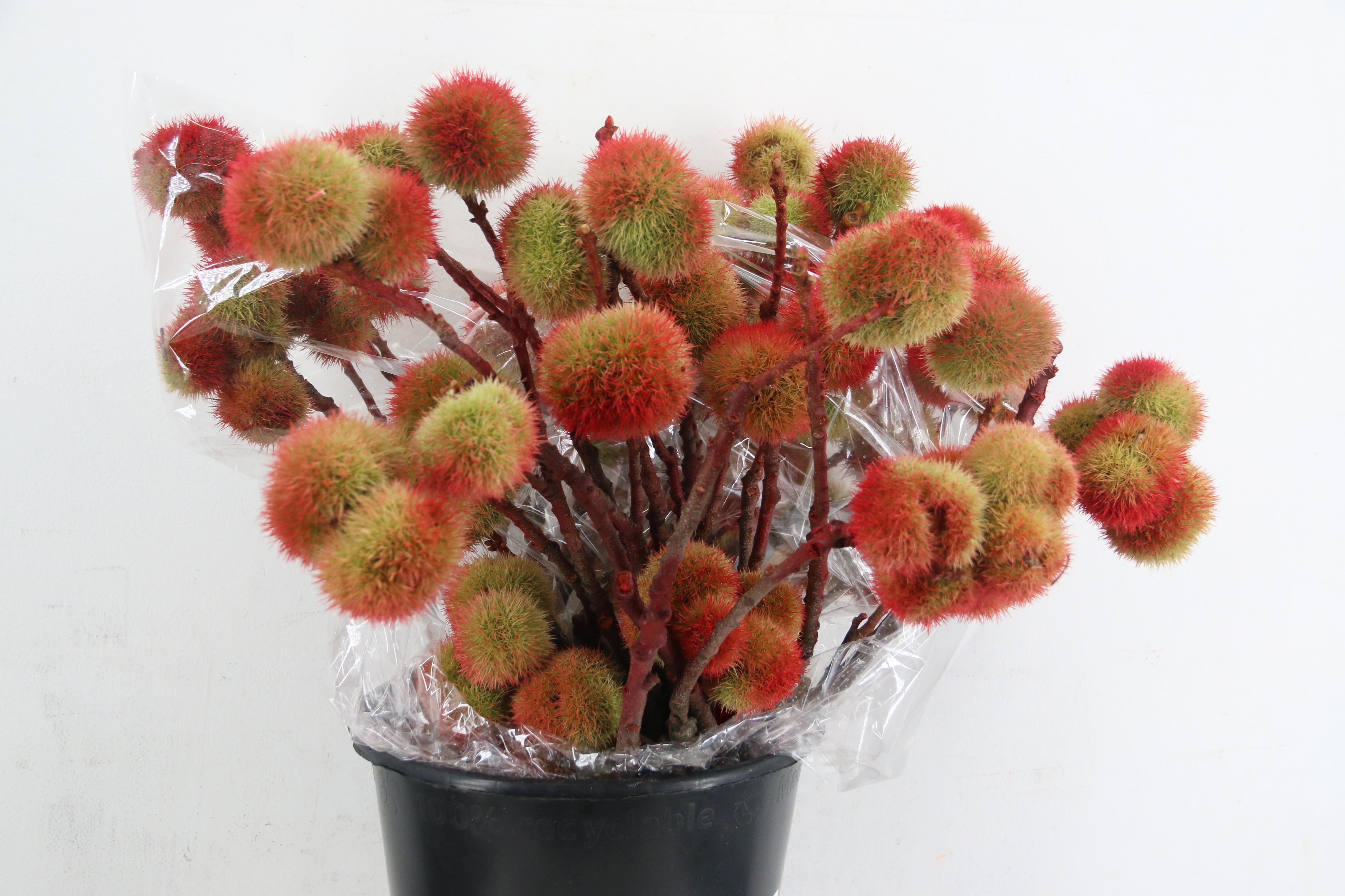 Castanea Sativa 60cm 400gr.