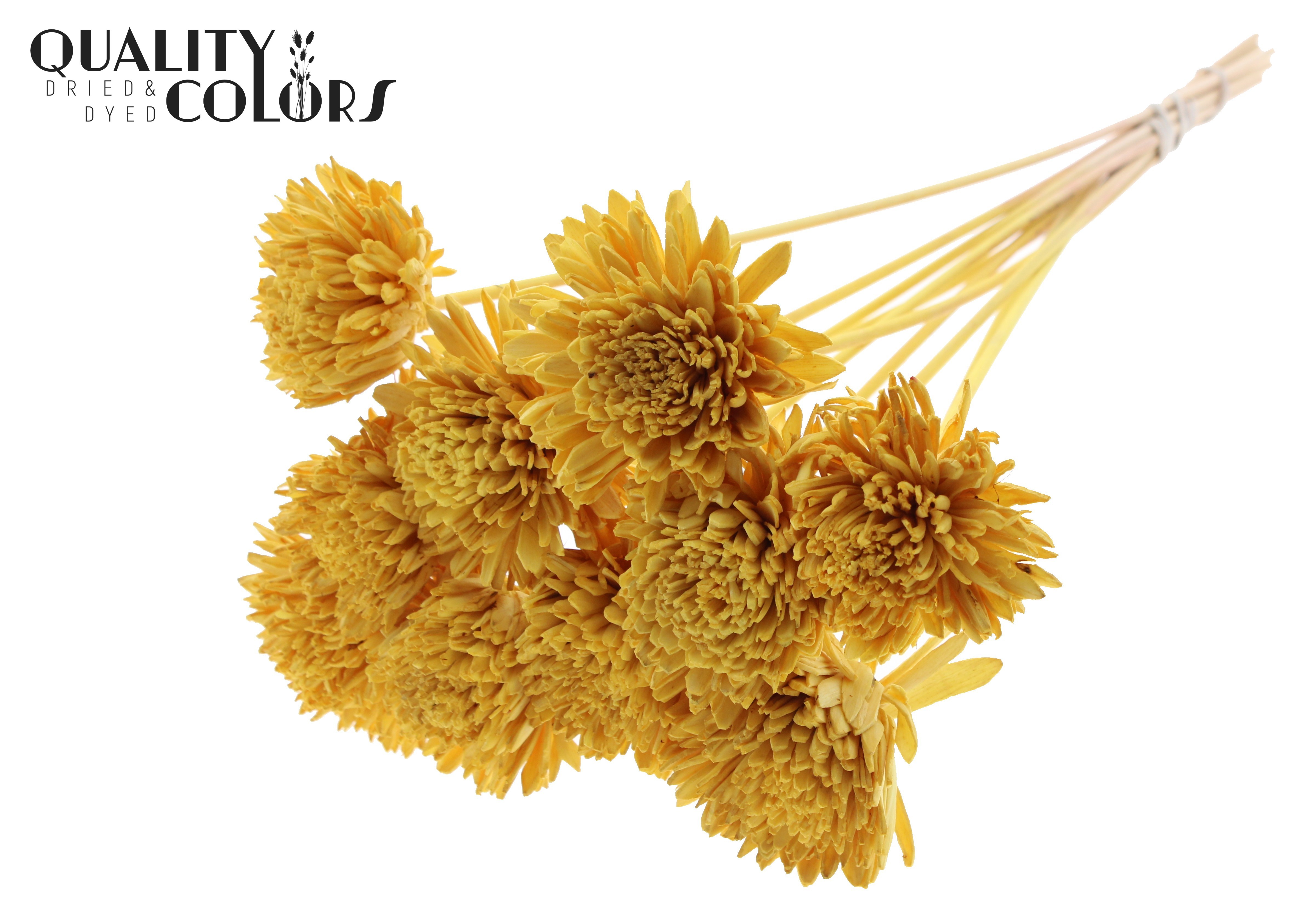Shola Zinia Yellow 50cm