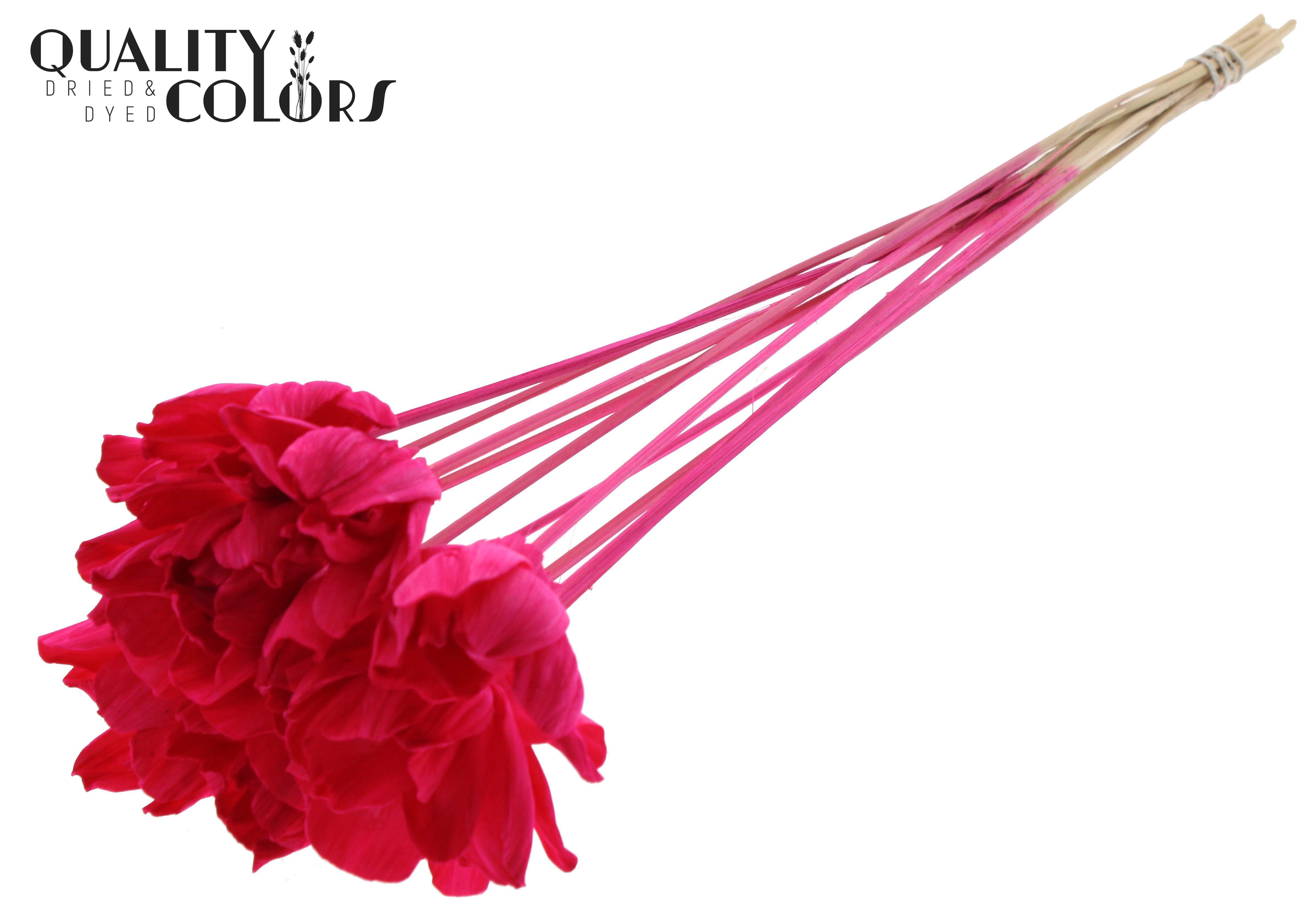 Shola Dear Holly Cerise 50cm