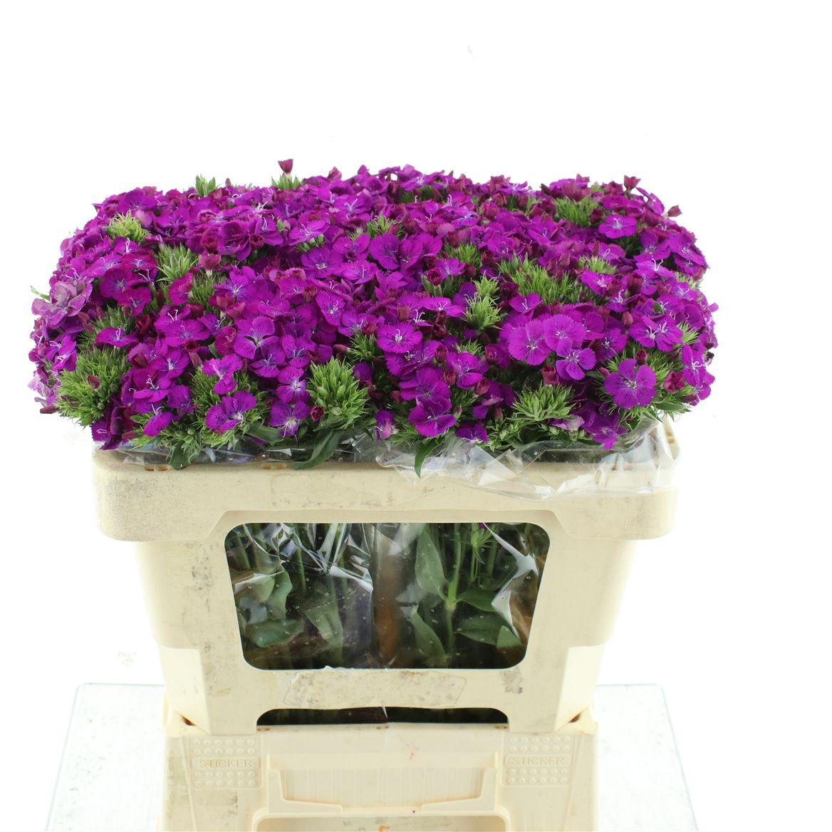 Di Barb Amazon Purple