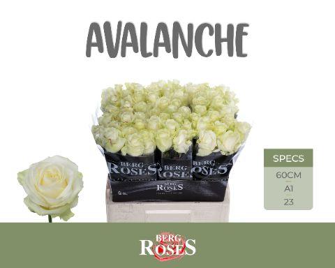 Rosa Avalanche 60cm