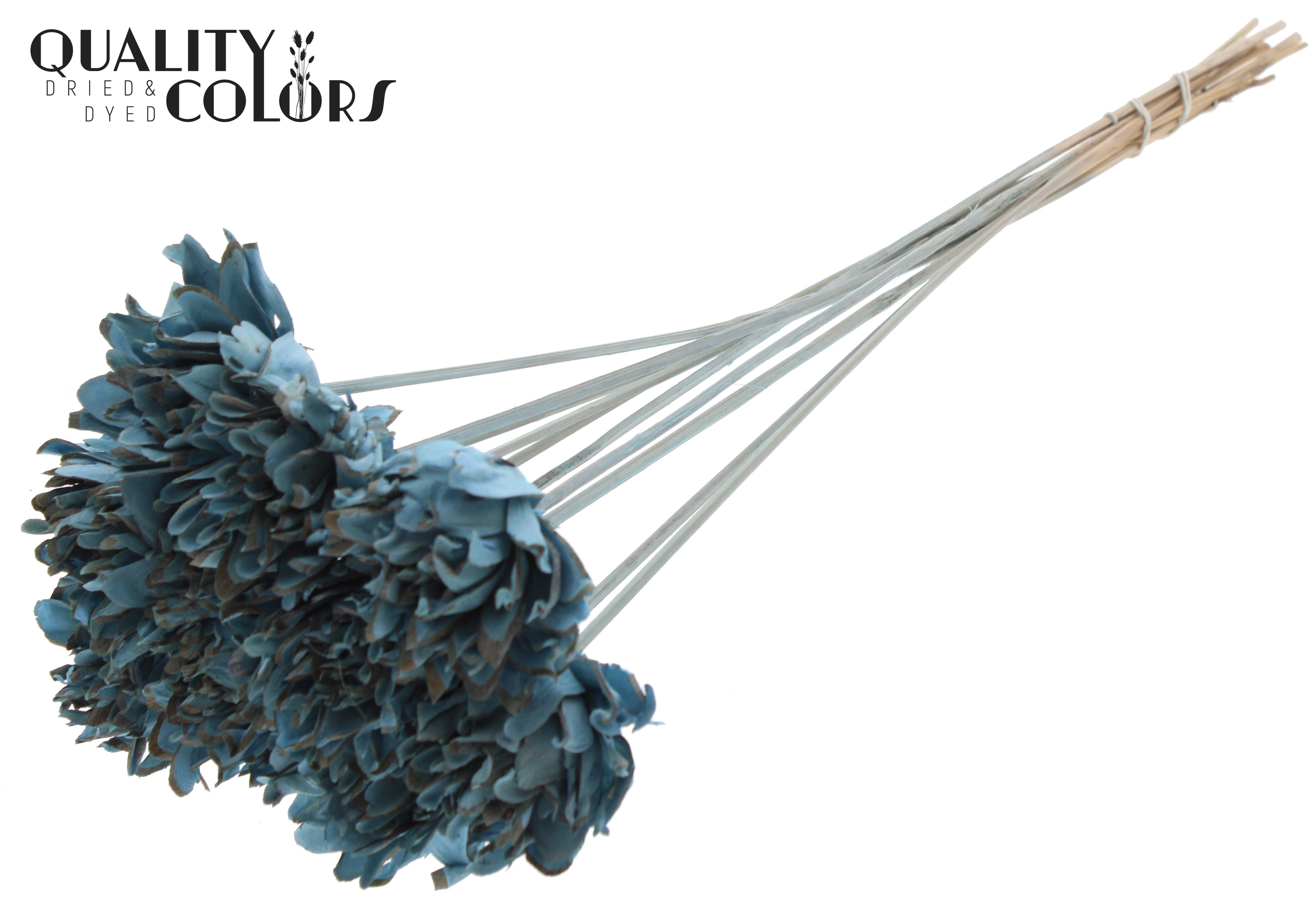 Shola Slice Pine Light Blue 50cm