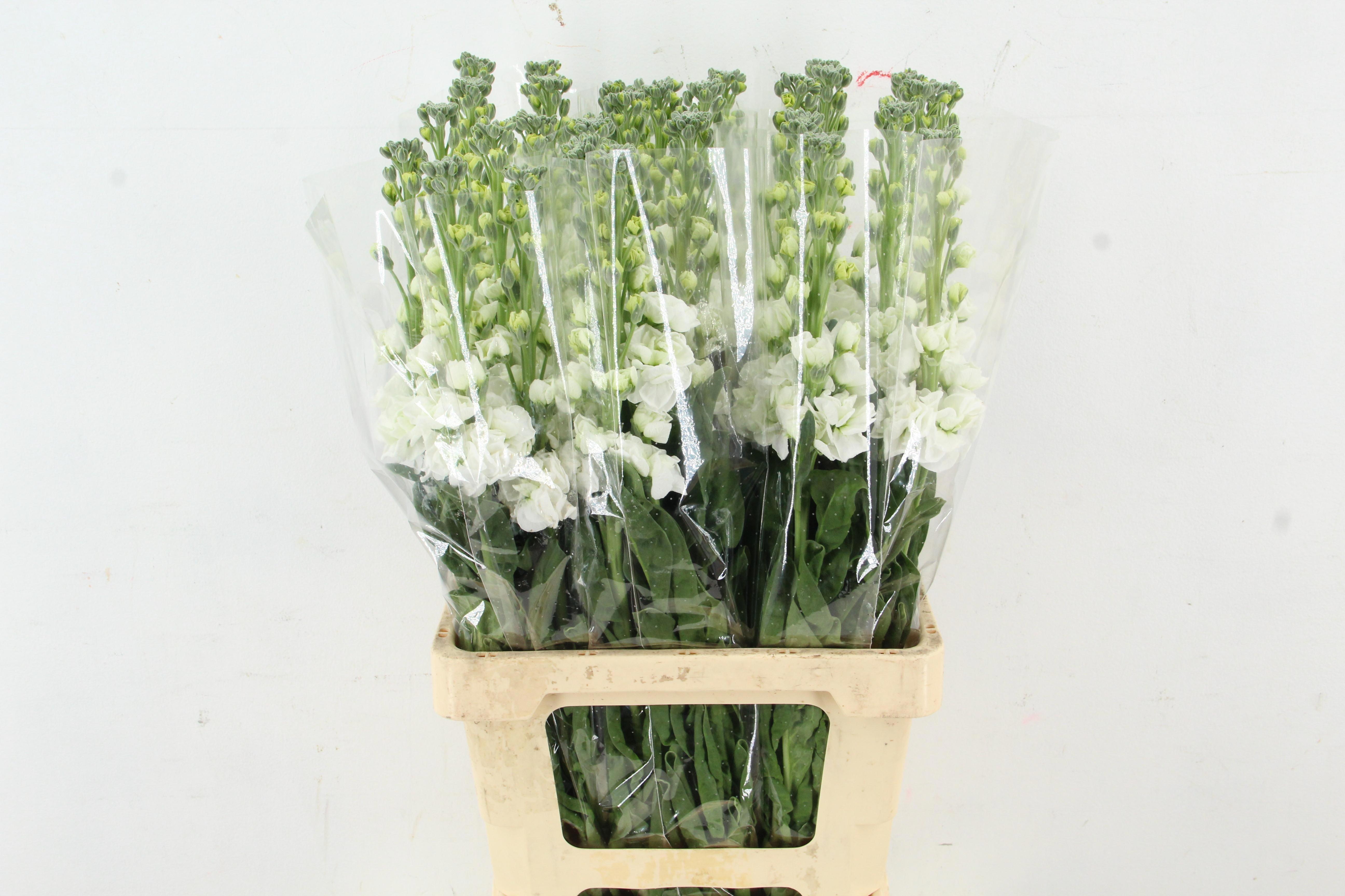 Matthiola Iron White 70cm