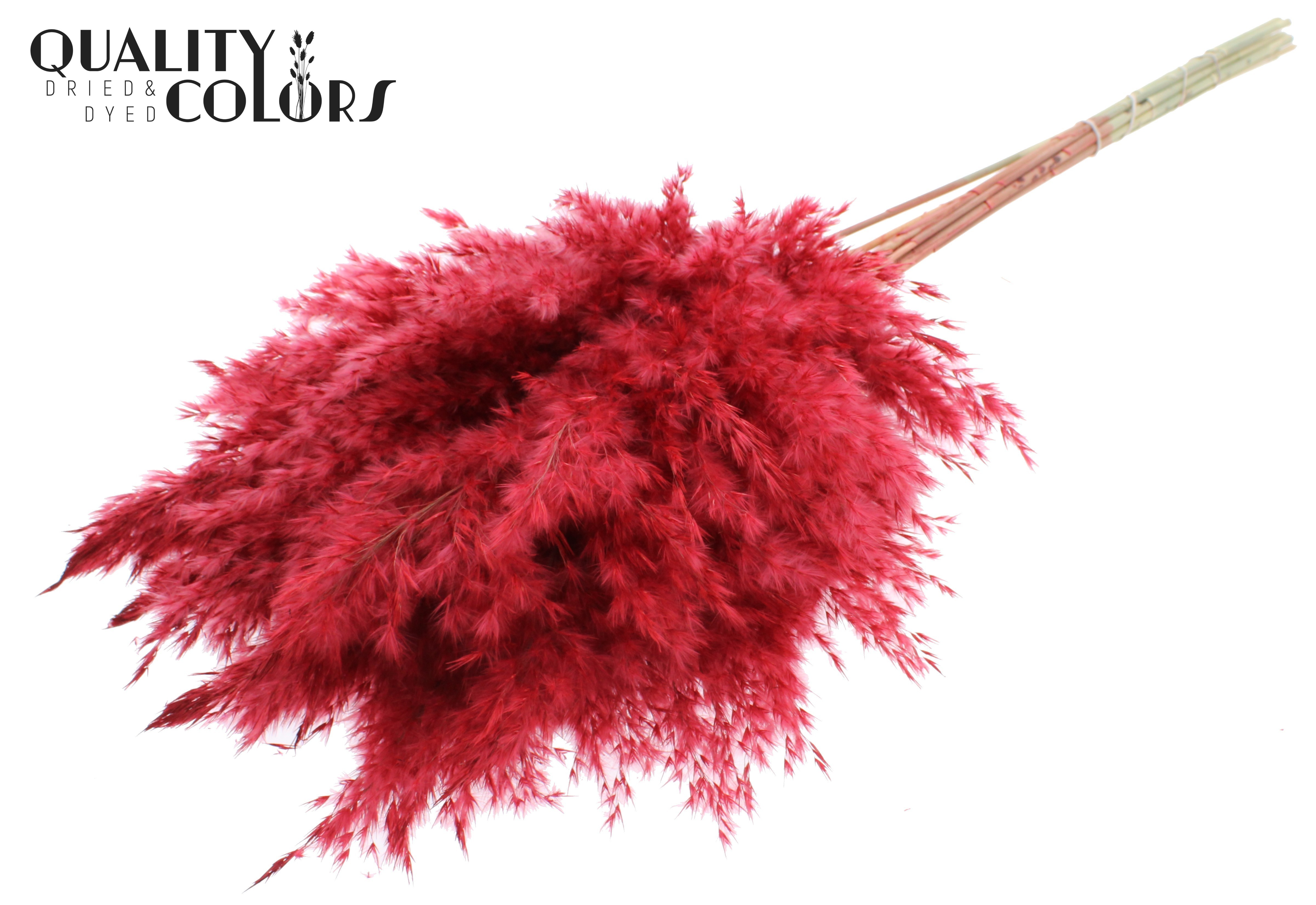 Pampas Grass Red Per Bunch 70cm