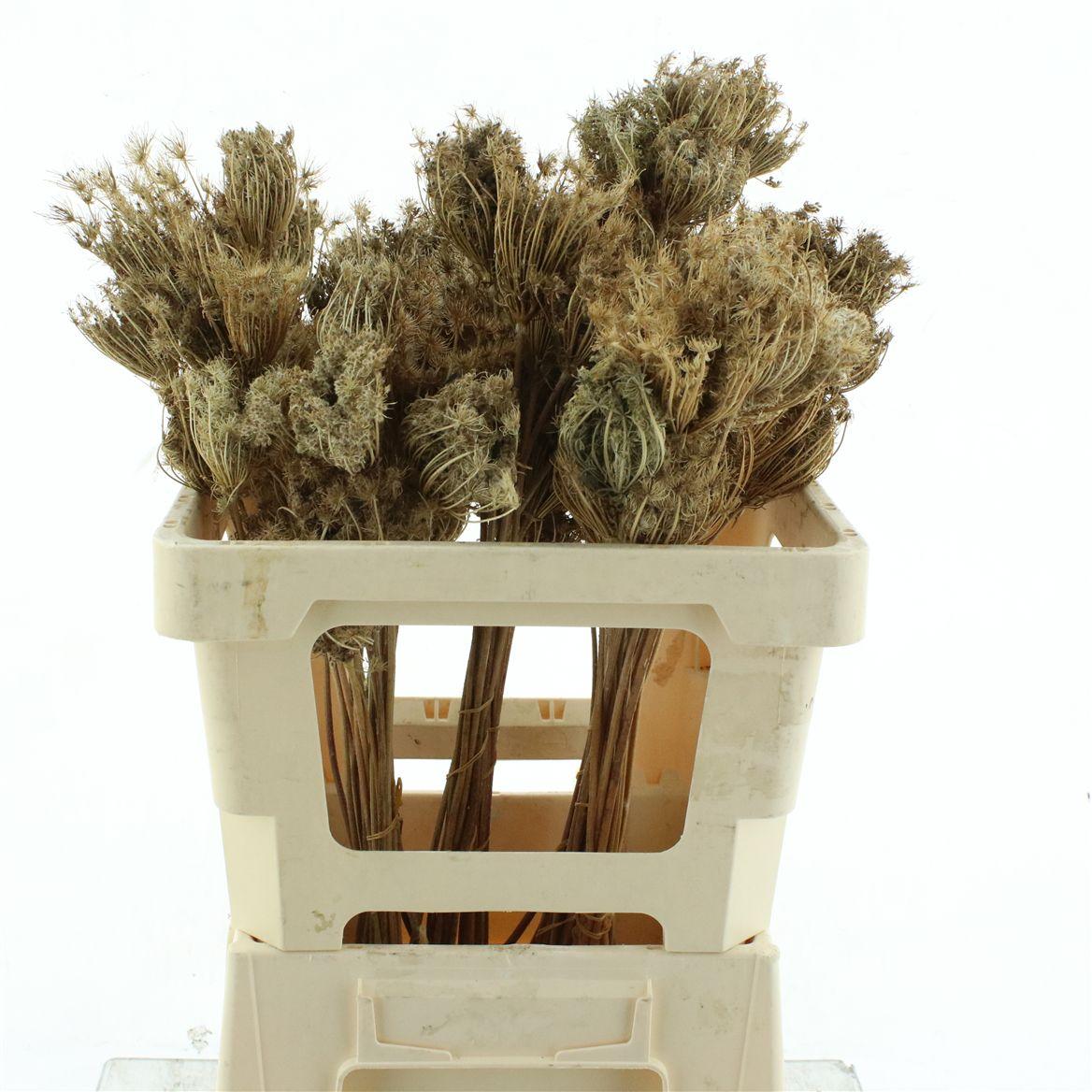 Dried Ammi Natural P Bos