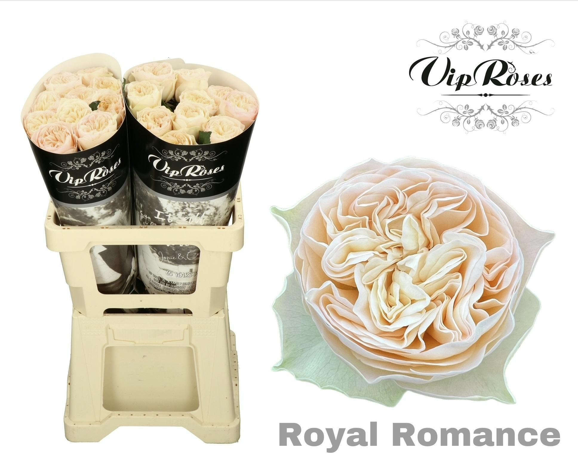 R Gr Royal Romance 60 cm