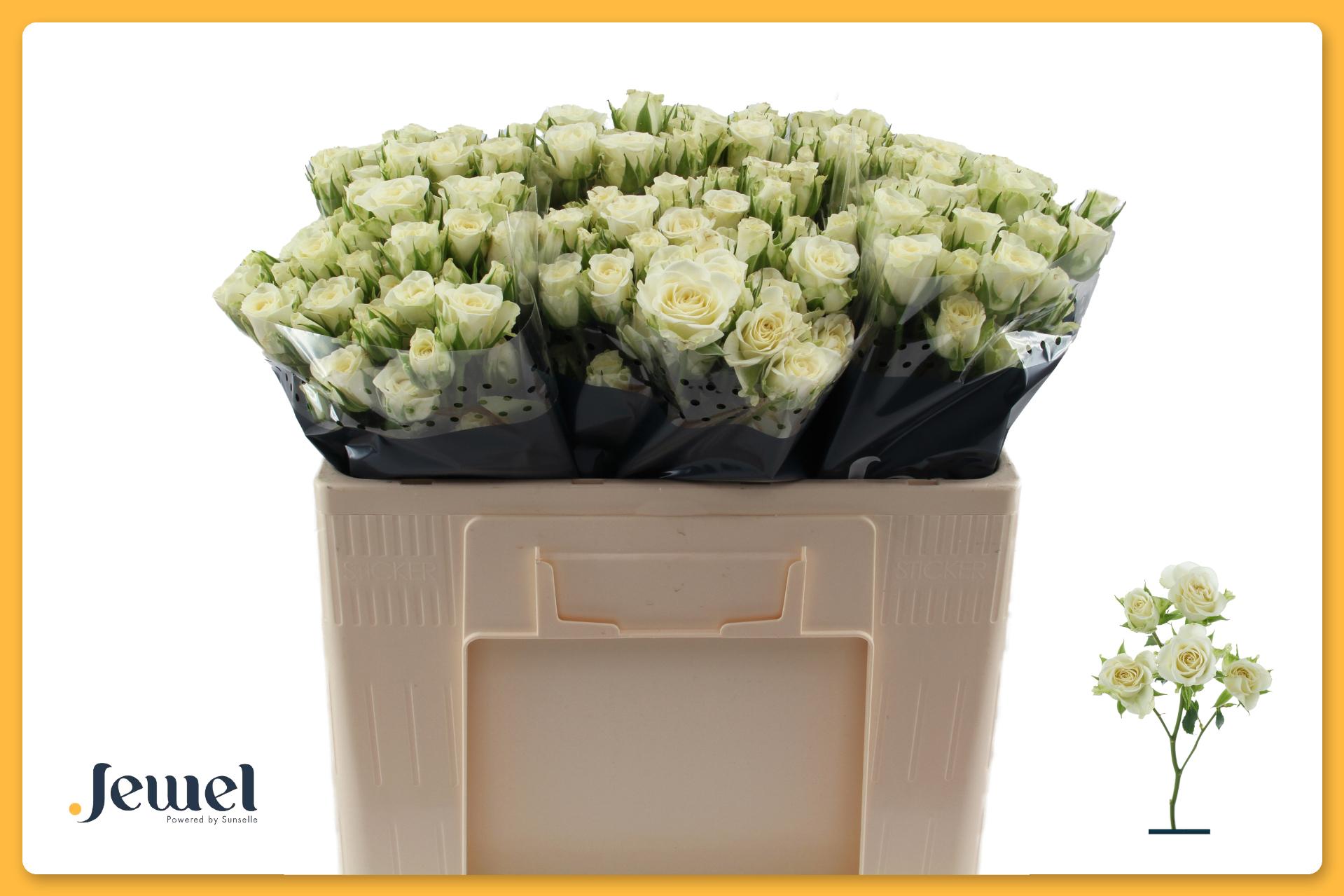 Rosa Spr Snowflake 50cm