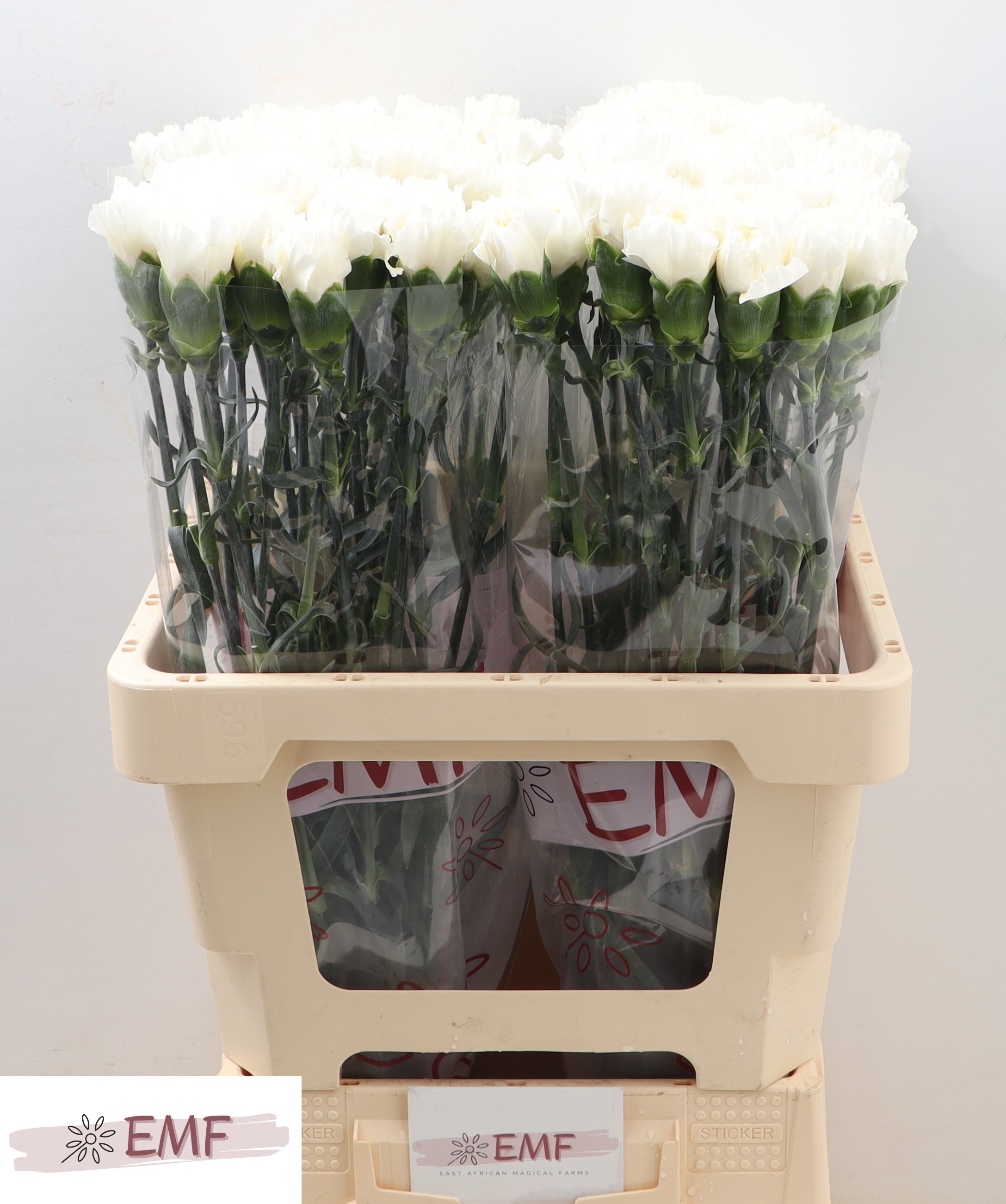 Dianthus St Mont Blanc 60cm
