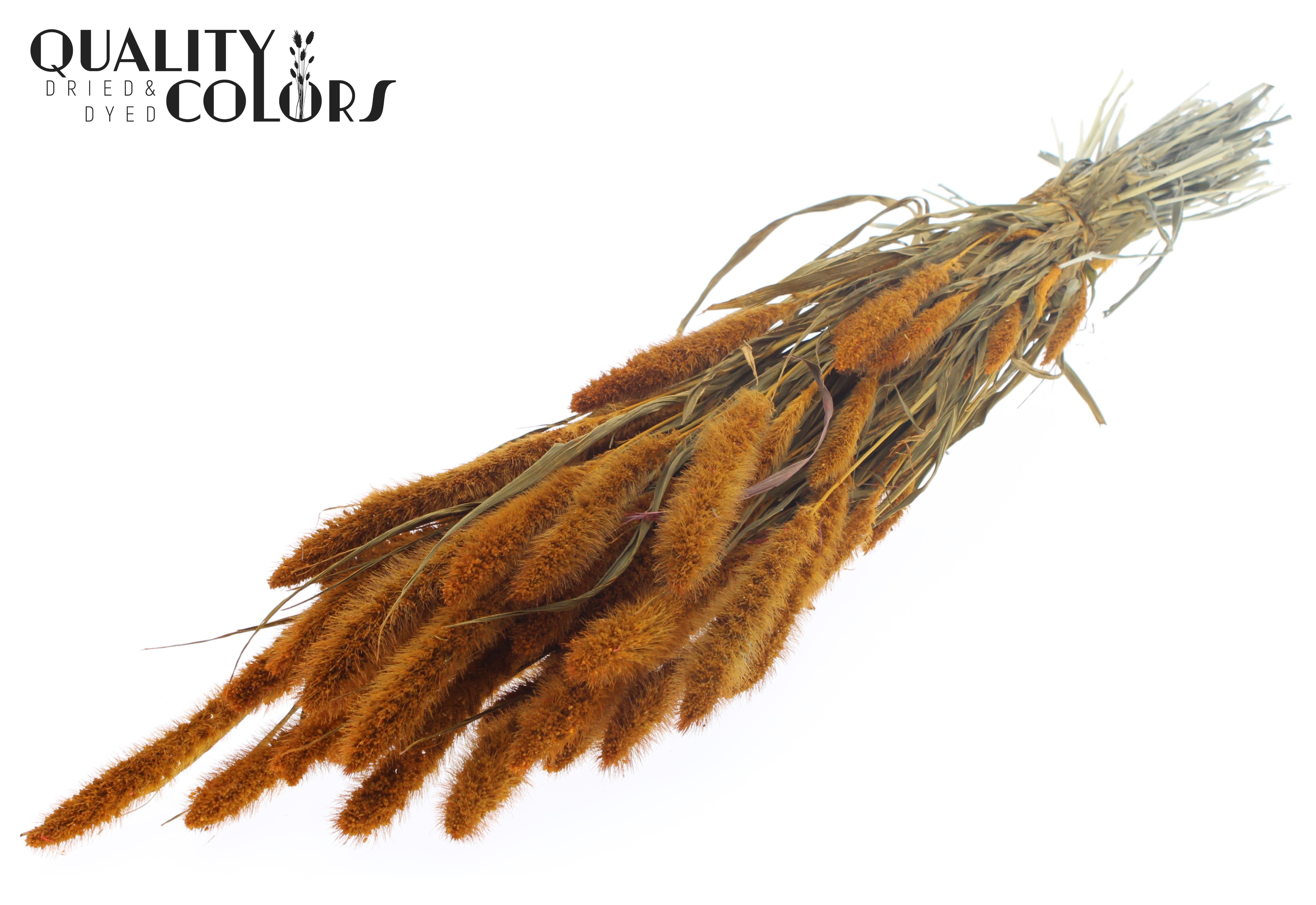 Setaria Apricot Per Bunch 70cm
