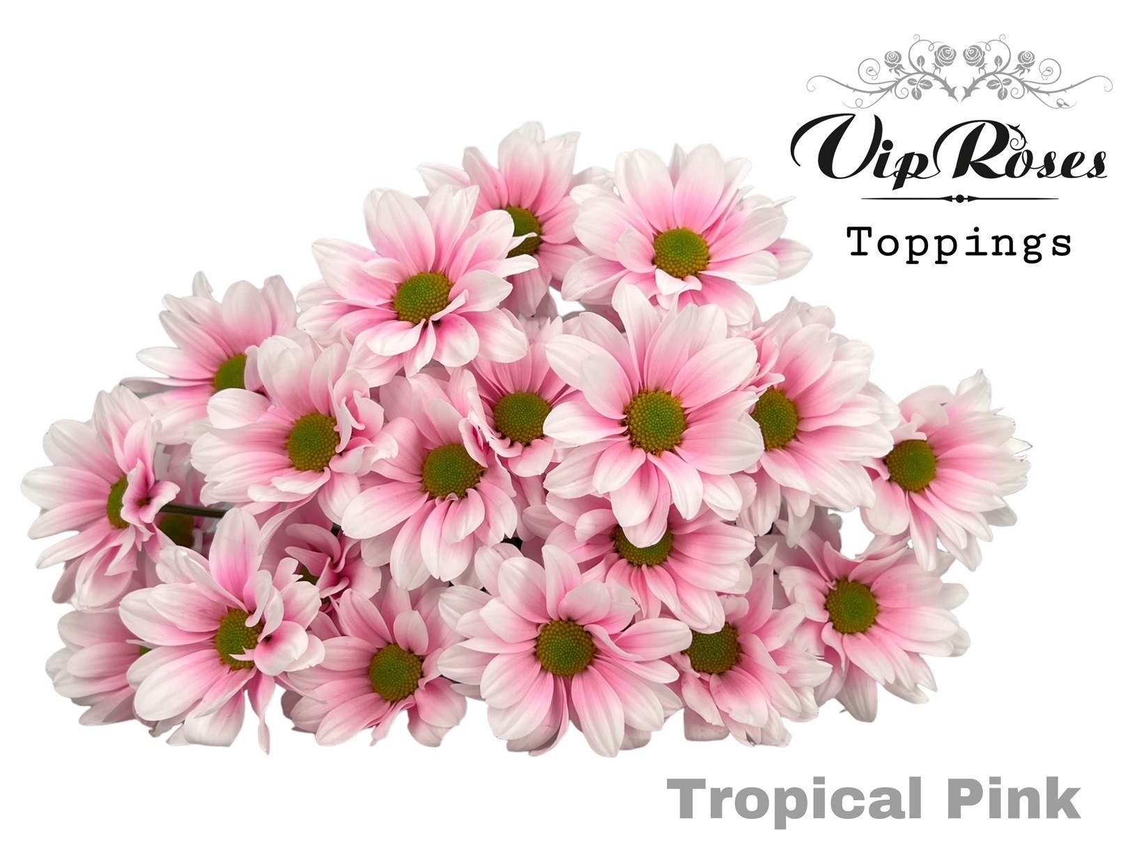 Chr T Tropical Pink 65 cm