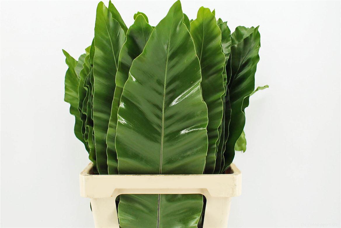 Asplenium Nidus 100cm