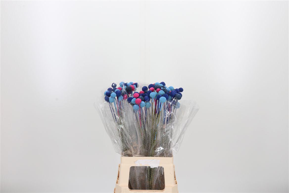 Craspedia Kl Bh Blueberry