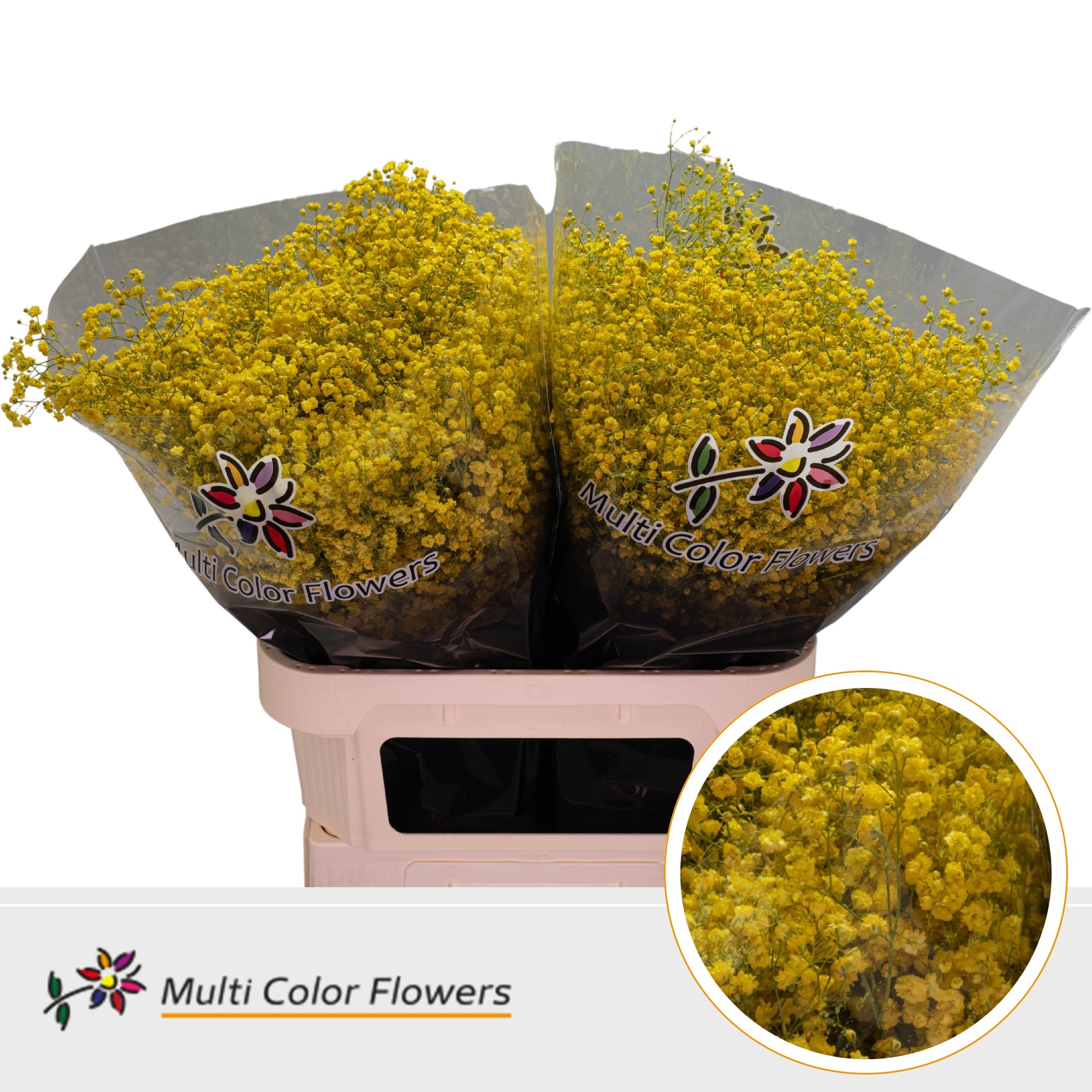 Gypsophila Painted Xlence Yellow 80cm