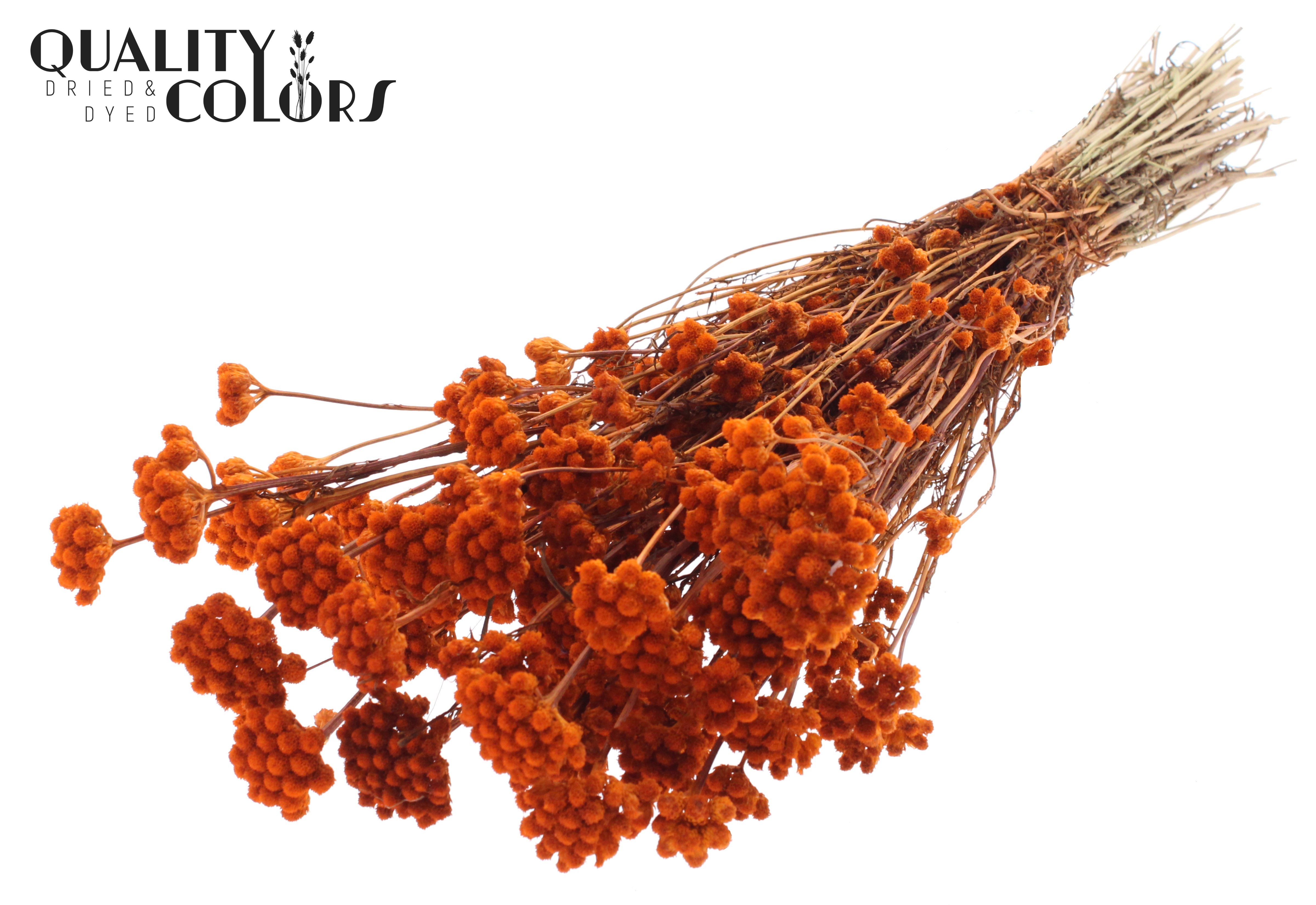 Lona Orange Per Bunch 50cm