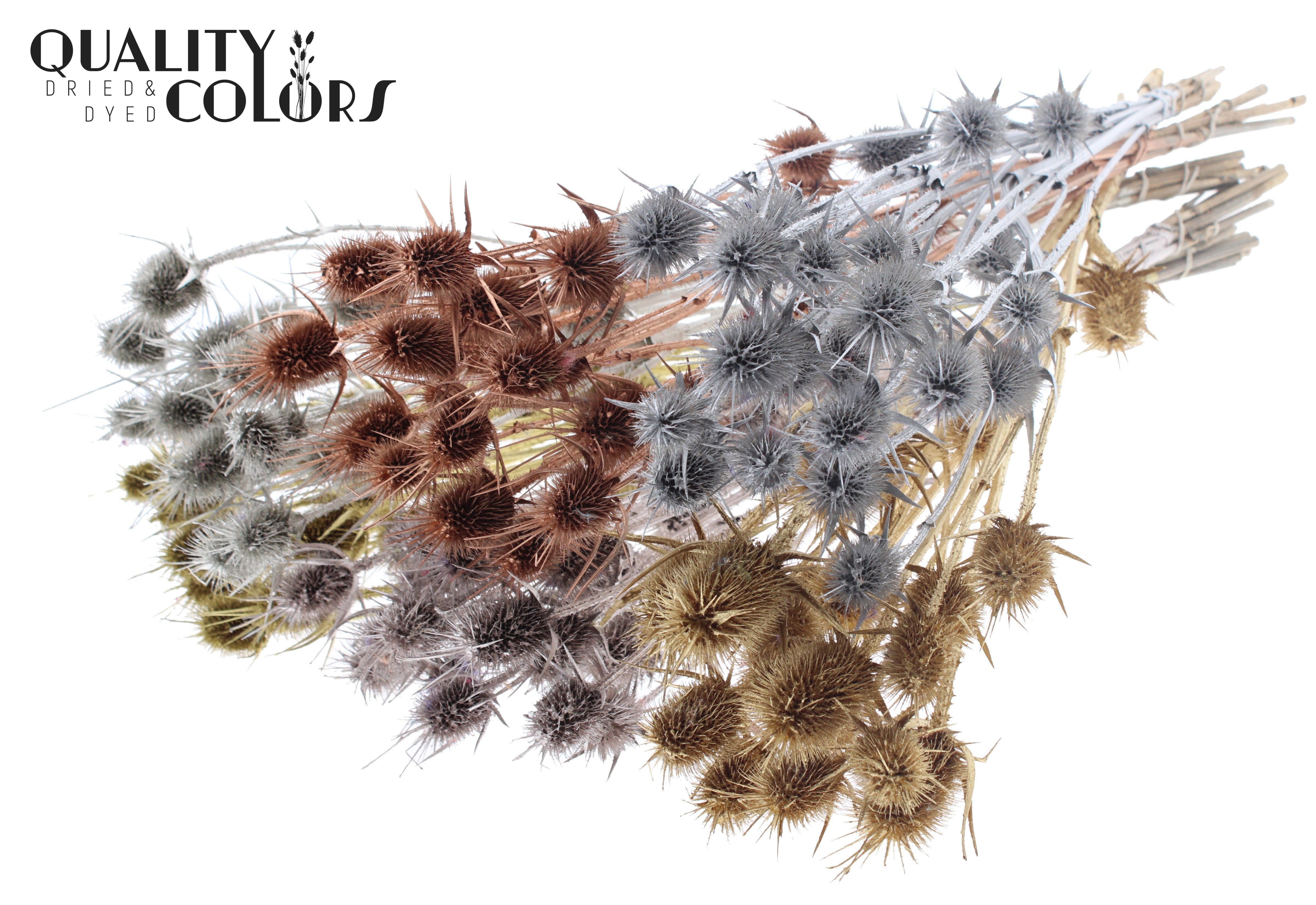 Eryngium Mix Per Bunch 55cm