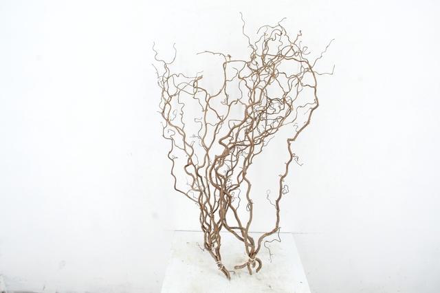 Corylus Contorta 80cm 2-year