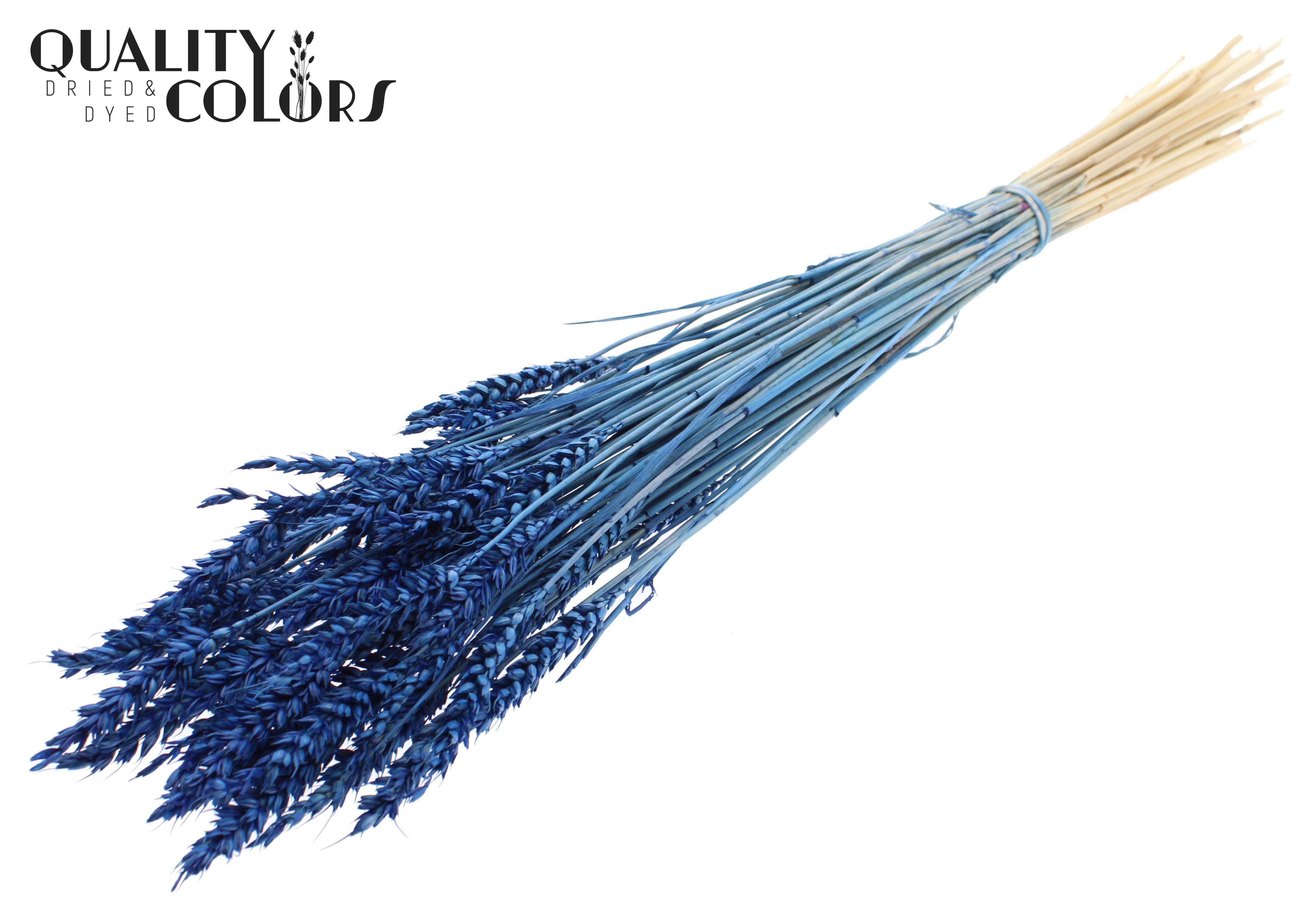 Triticum Intense Blue Per Bunch 60cm