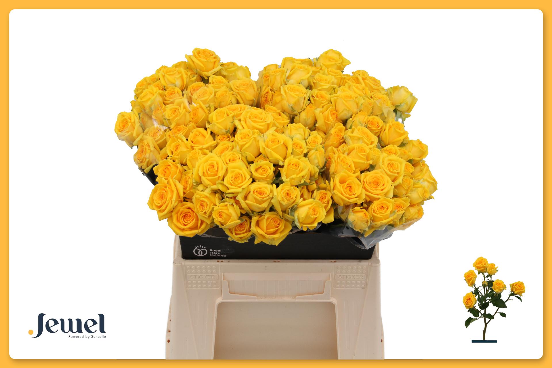 Rosa Spr Tarantella 60cm