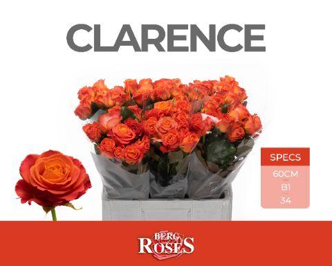 Rosa Clarence+ 60cm