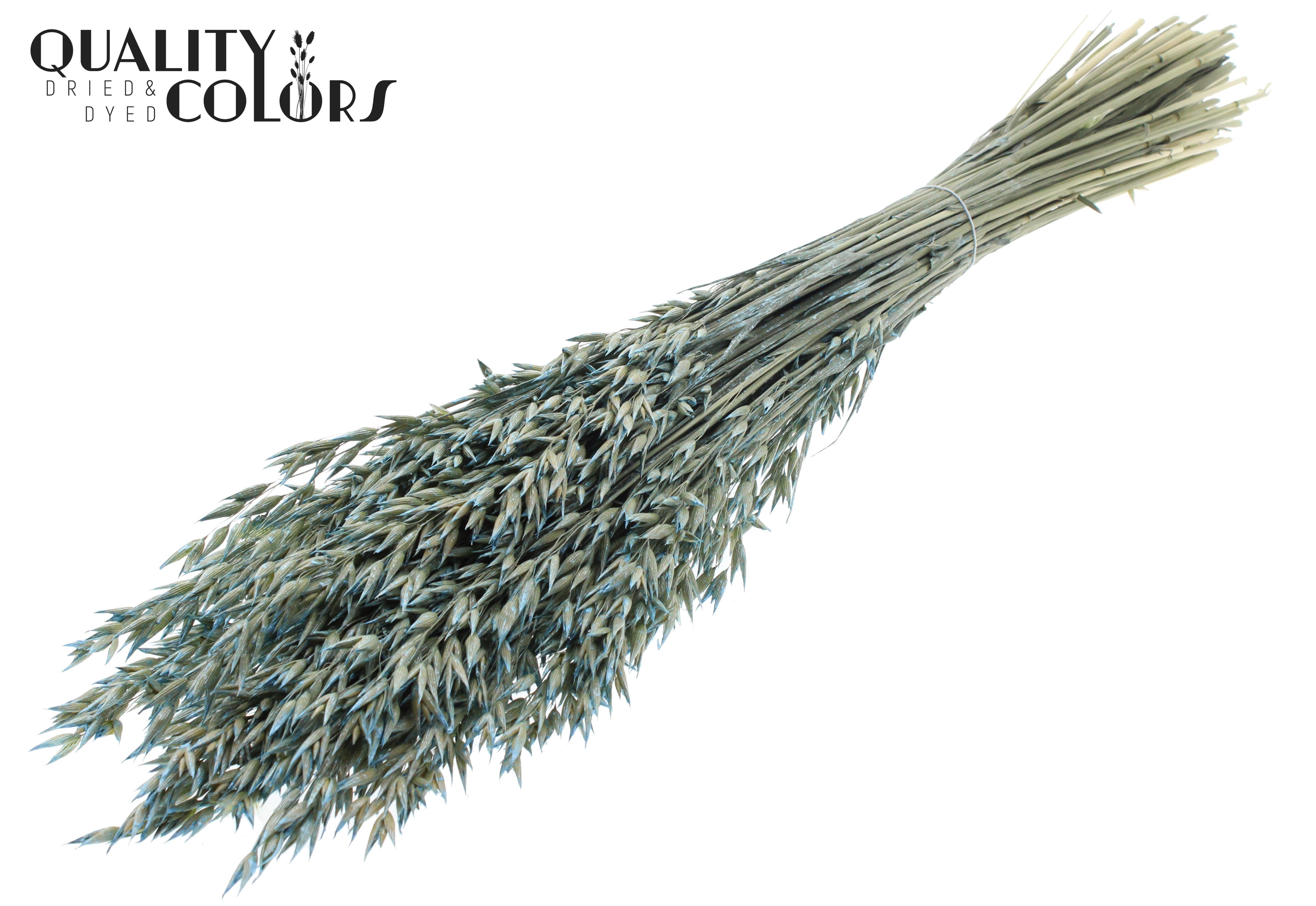 Avena Pearl Light Blue Per Bunch 60cm