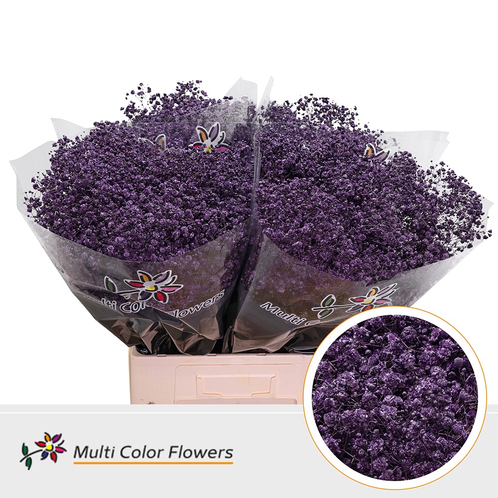 Gypsophila Painted Xlence Dark Lilac 70cm