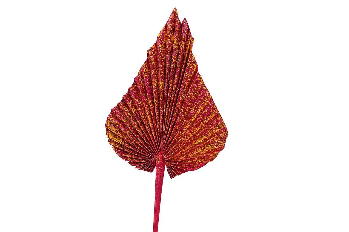 Dried Artz Palm Spear Xl Dali P Stem