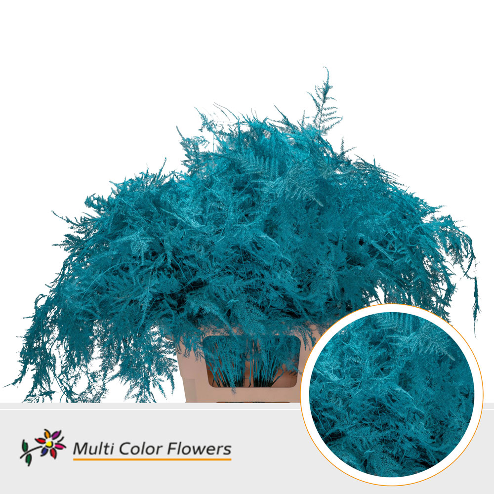 Asparagus Extra V Turquoise
