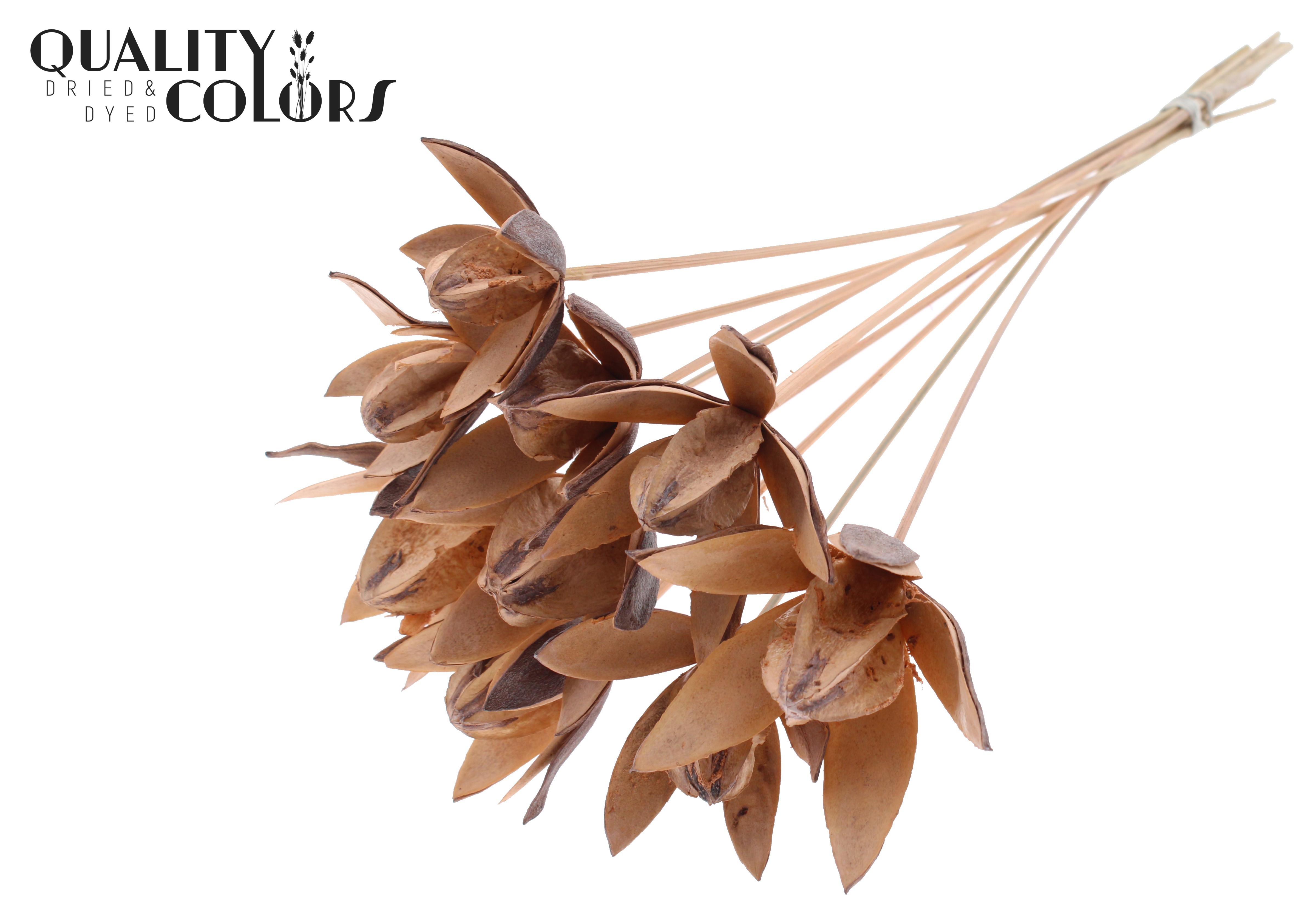 Wild Lilly Frosted Salmon 50cm