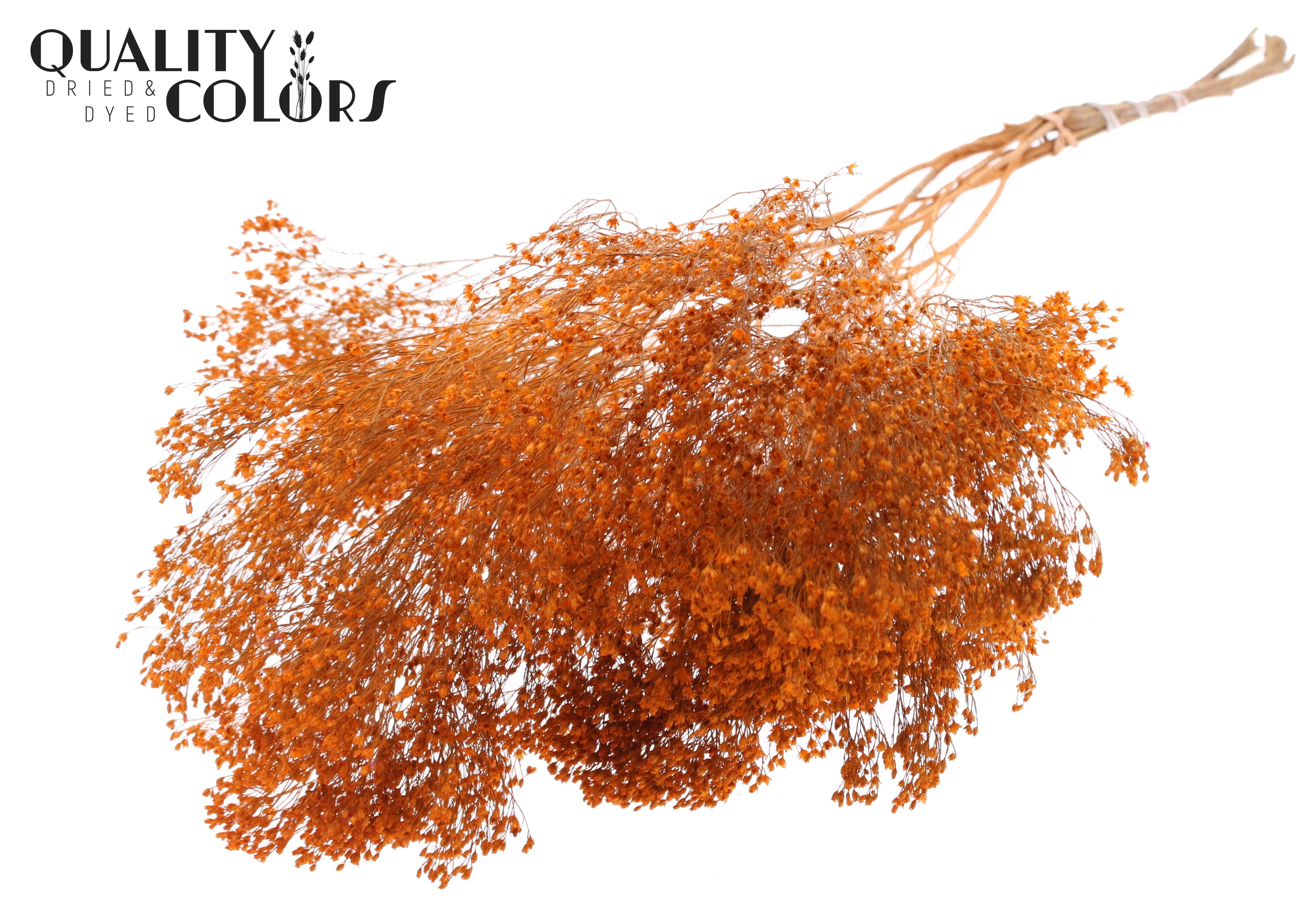 Broom Bloom Orange Per Bunch 50cm