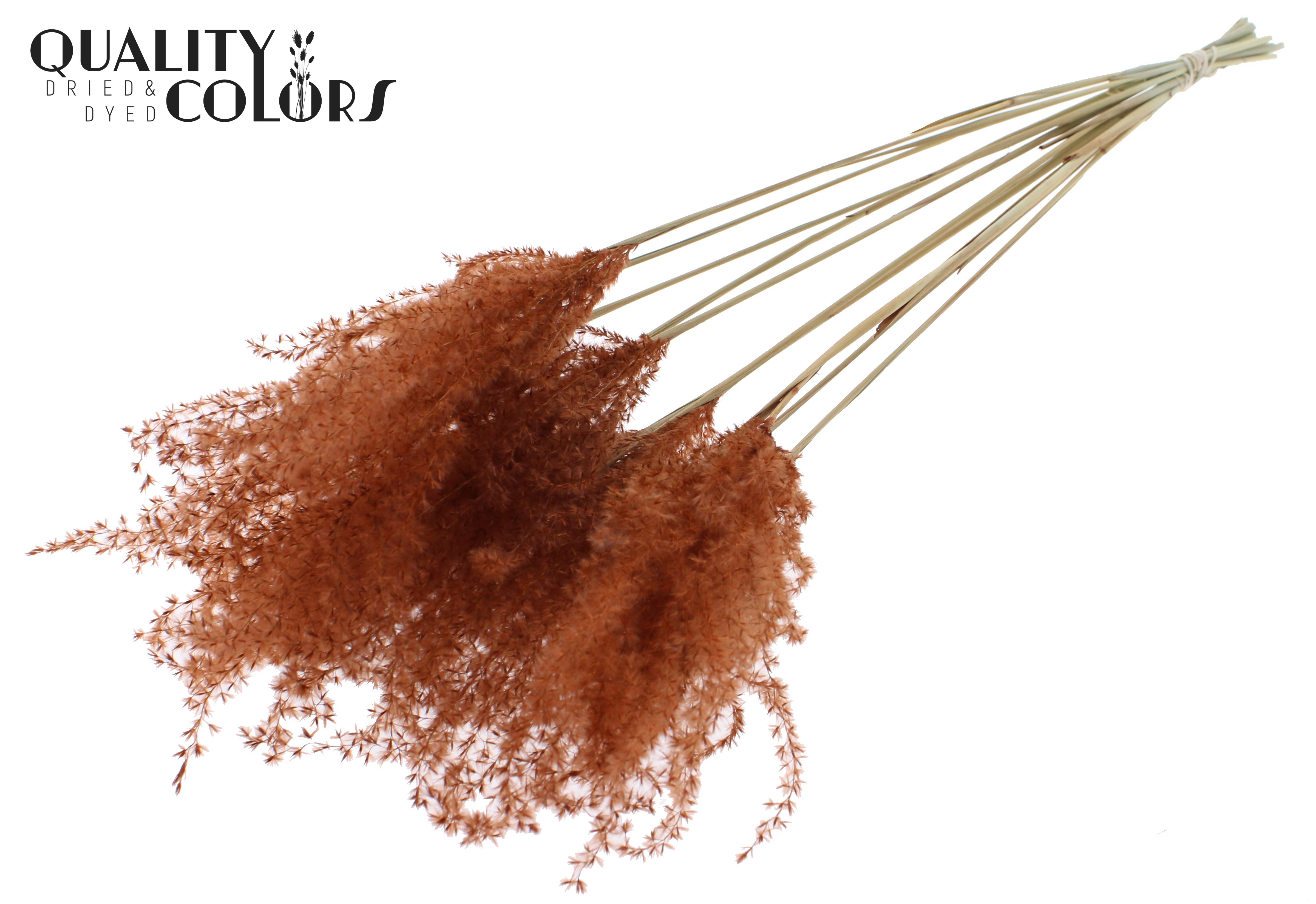 Miscanthus Brown Per Bunch 70cm