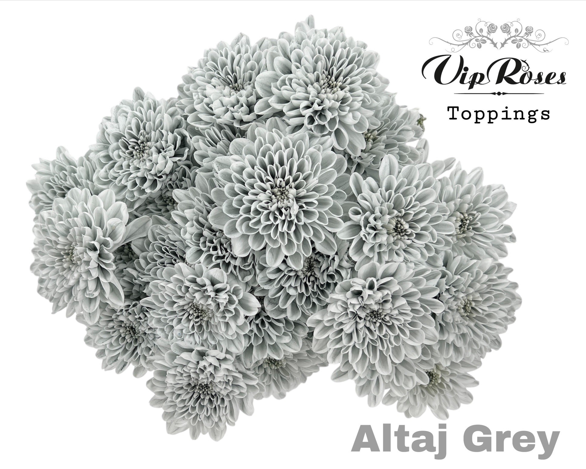 Chrysanth Spray Painted Altaj Grey 70cm 115gr.
