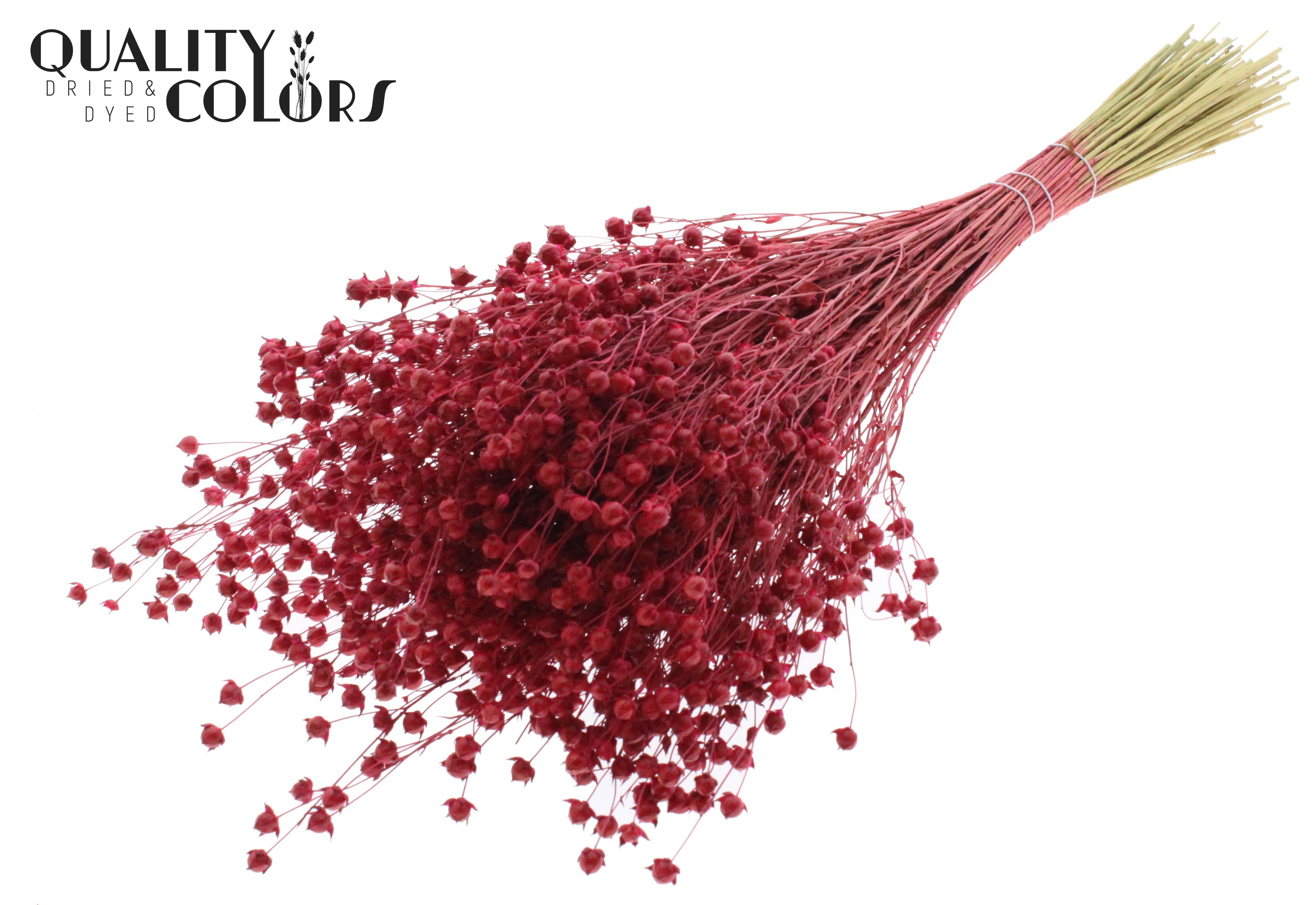 Lino Flax Red Per Bunch 50cm