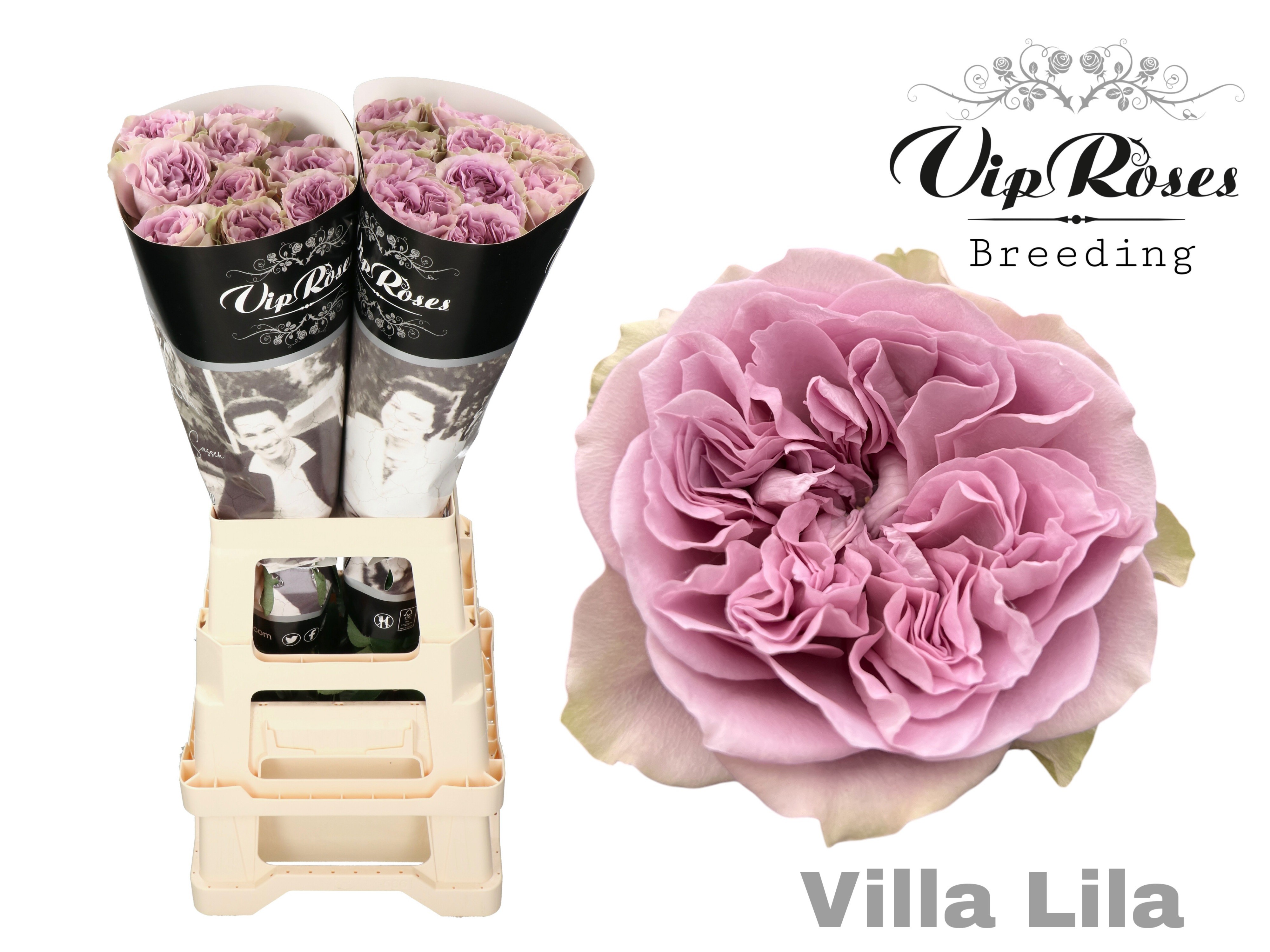R Gr Villa Lila 70 cm