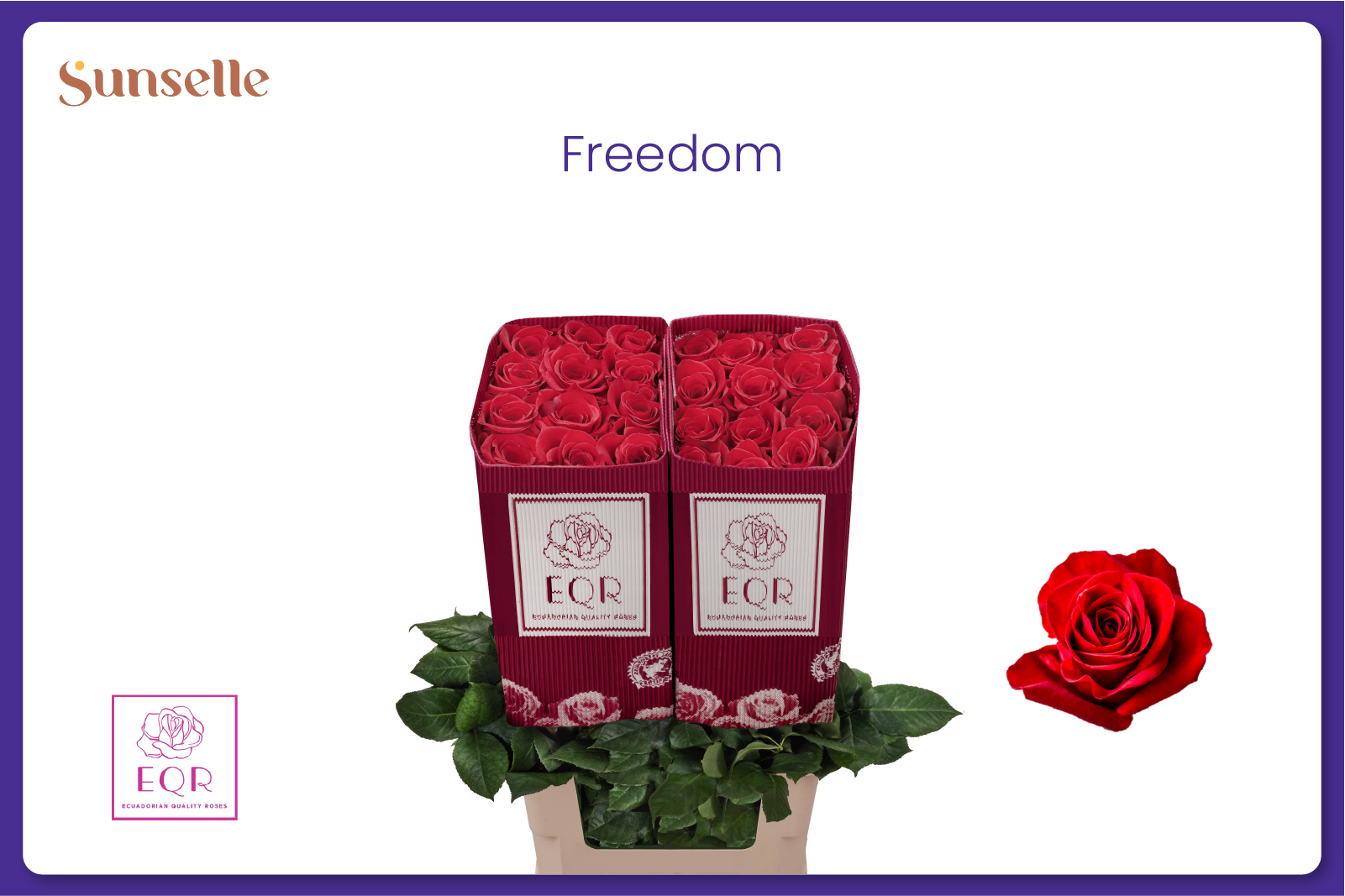 Rosa Freedom 80cm