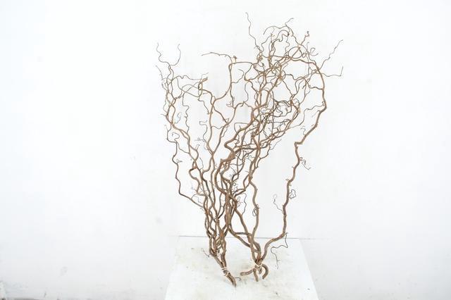 Corylus Contorta 80cm 2-year