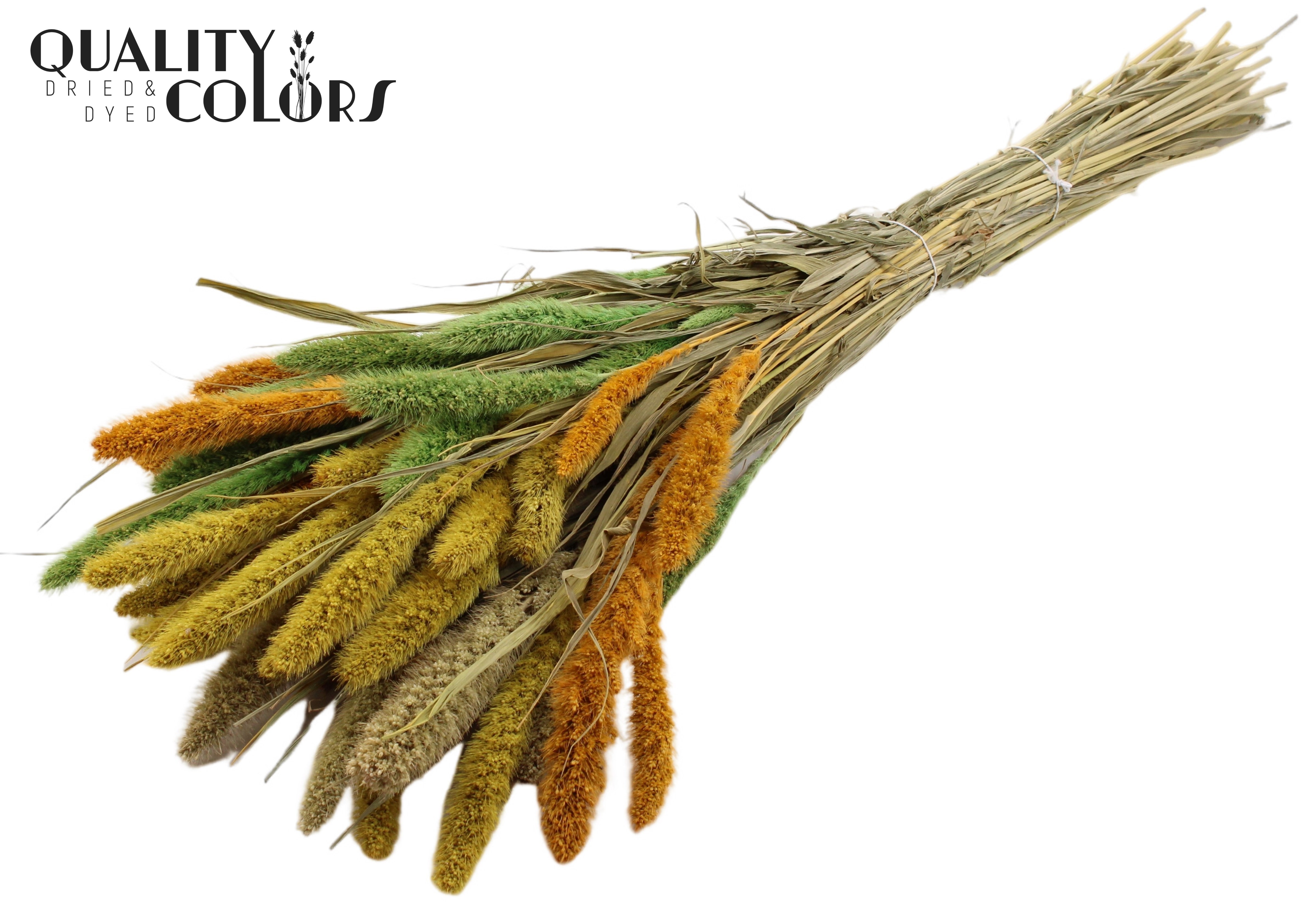 Setaria Summer Mix Per Bunch 70cm