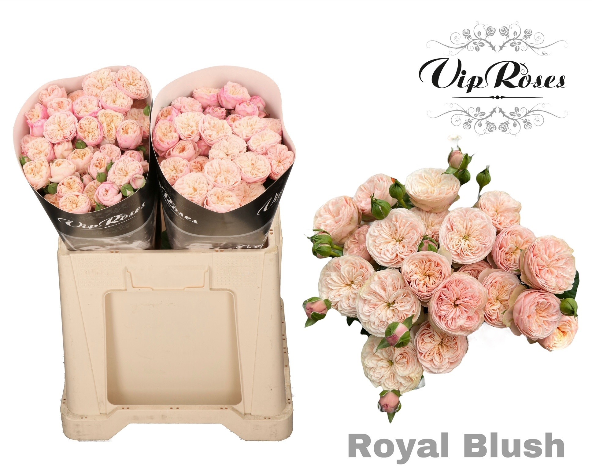 R Tr Royal Blush 577 50 cm
