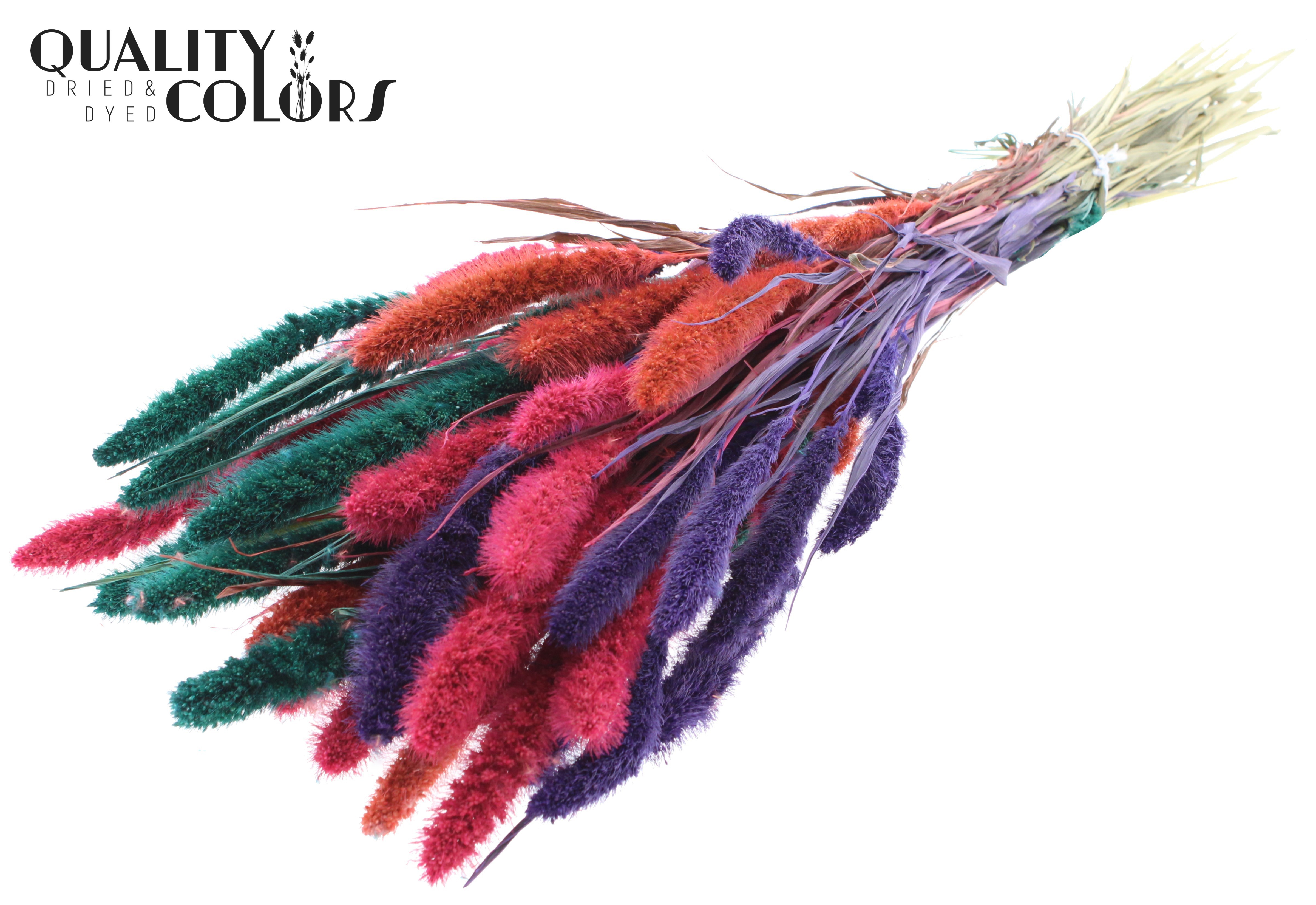 Setaria Colourful 4 Per Bunch 70cm