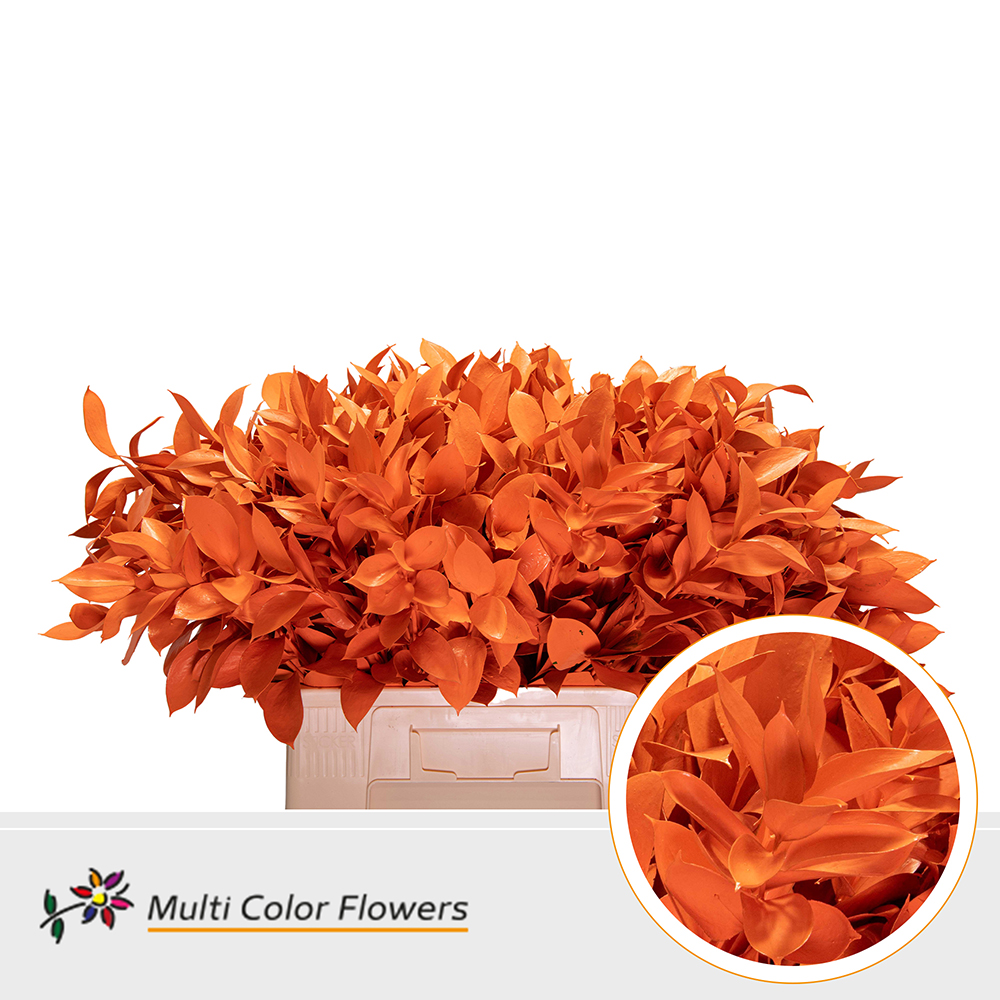 Ruscus Painted Hypophyllum Orange 60cm