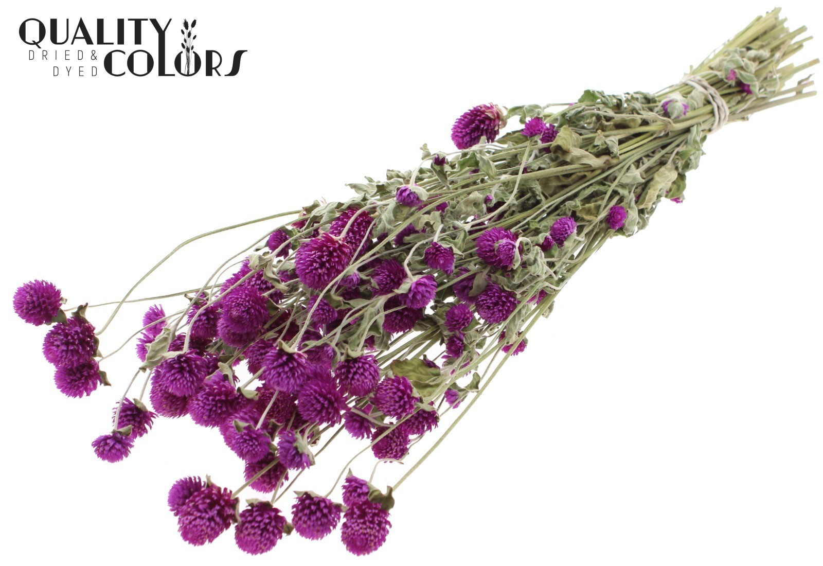 Gomphrena Globosa Natural Purple Per Bunch 55cm