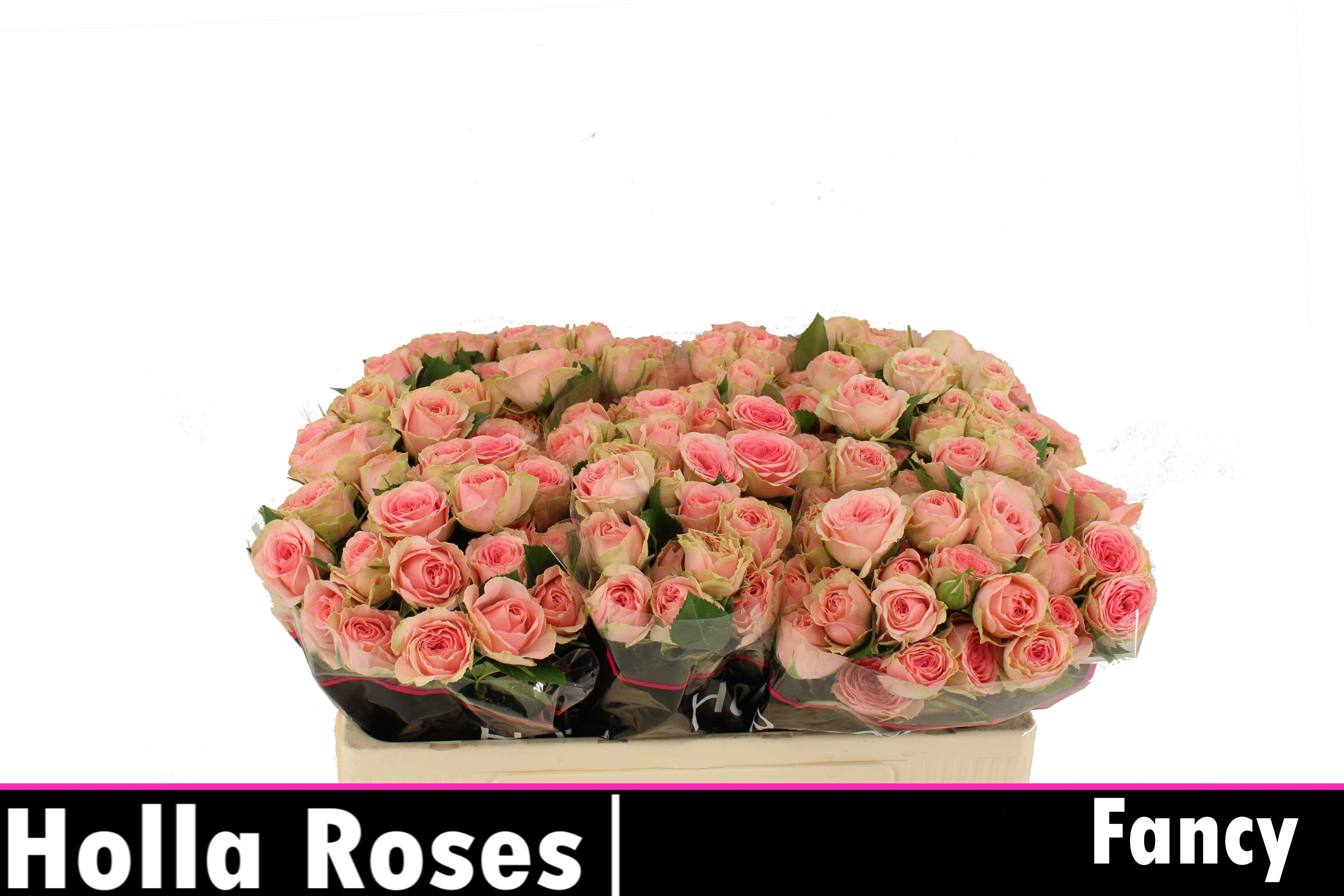 Rosa Spr Fancy 50cm